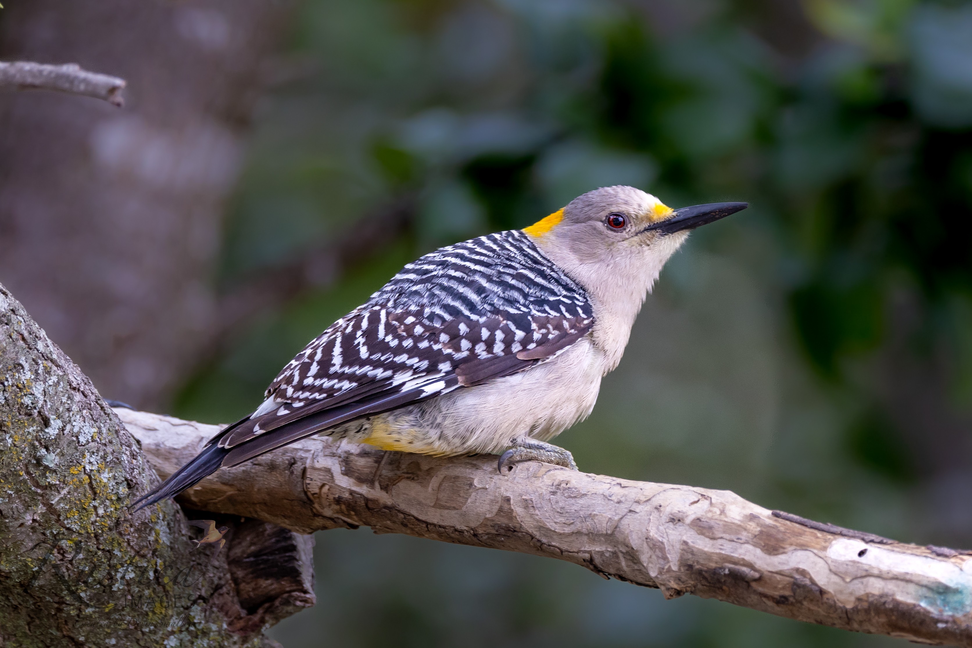 Golden Breasted Woodpecker, female, San Antonio