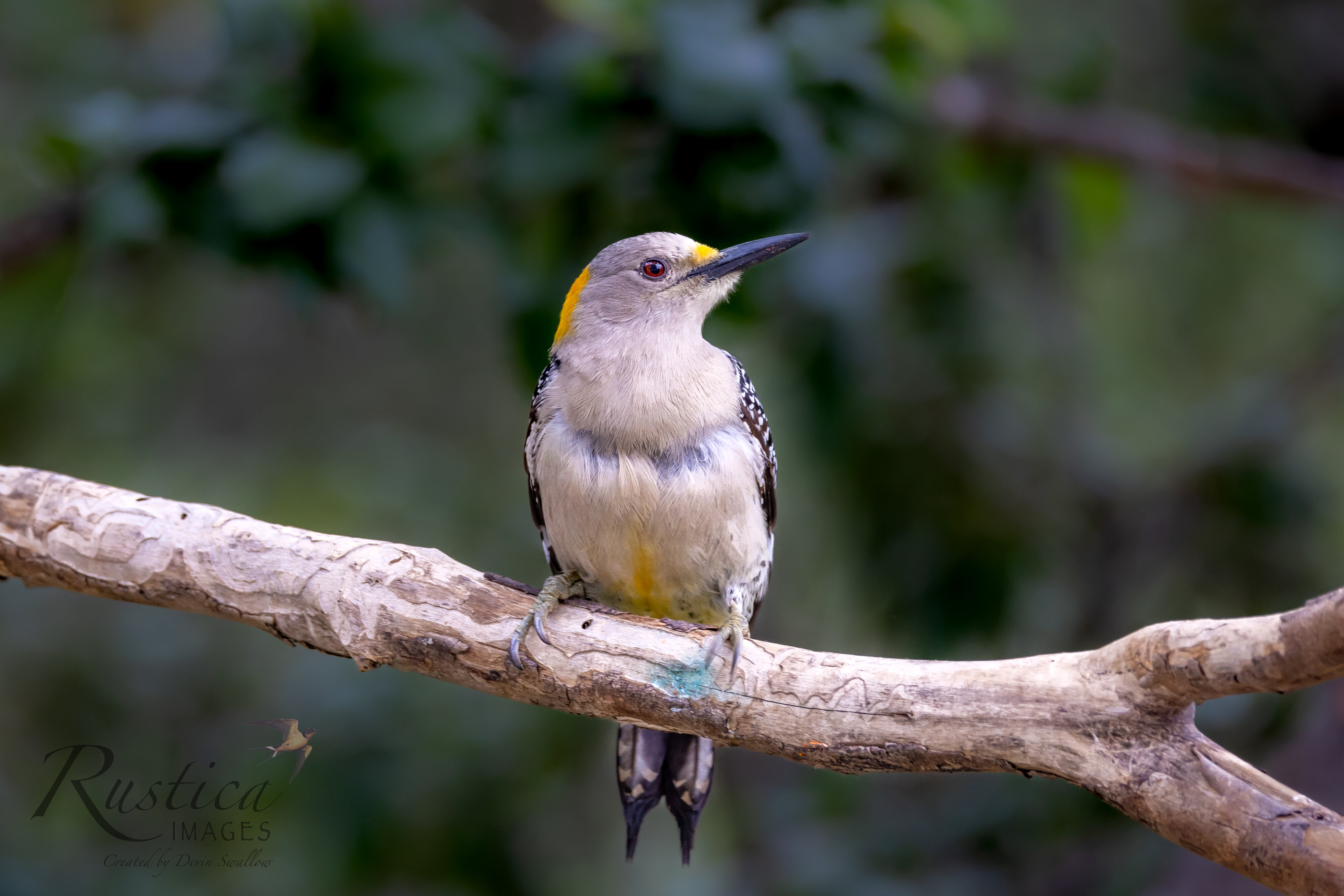 Golden Breasted Woodpecker, female, San Antonio