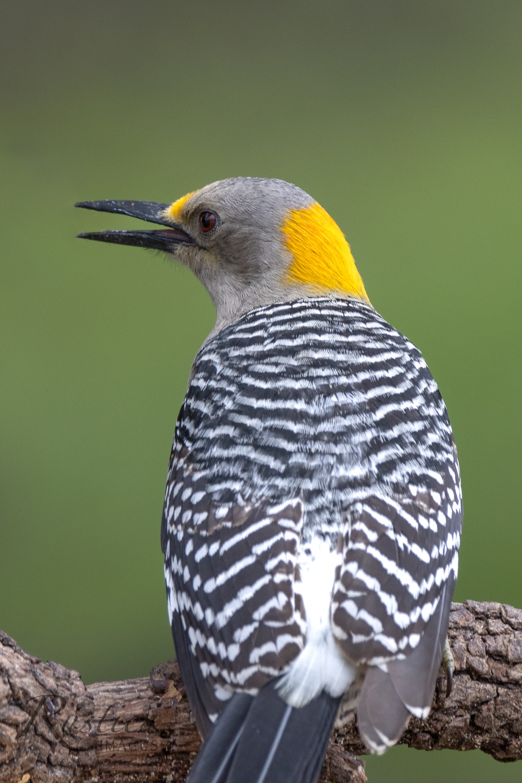 Golden Breasted Woodpecker, female, San Antonio