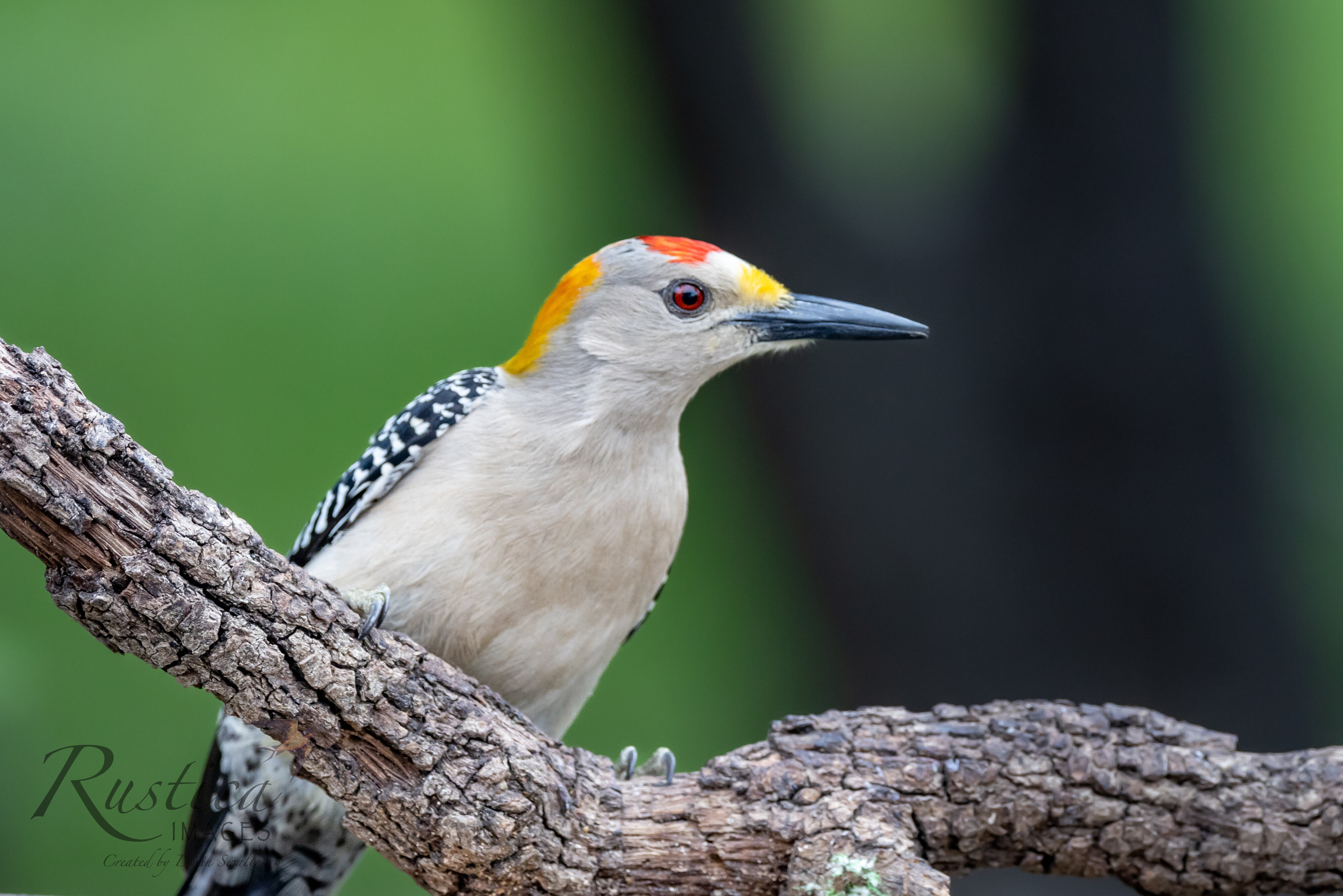 Golden Breasted Woodpecker, male, San Antonio