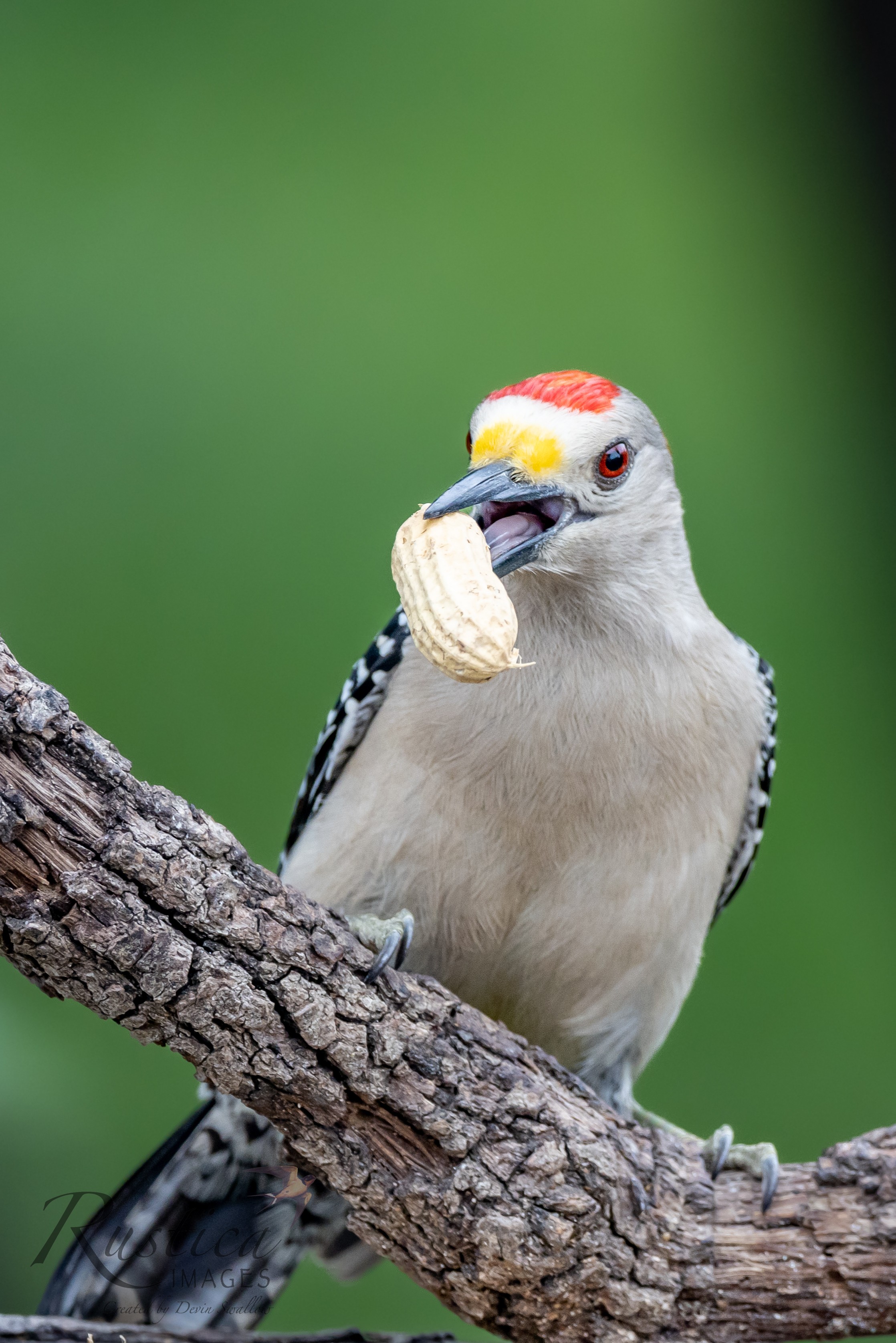 Golden Breasted Woodpecker, male, San Antonio