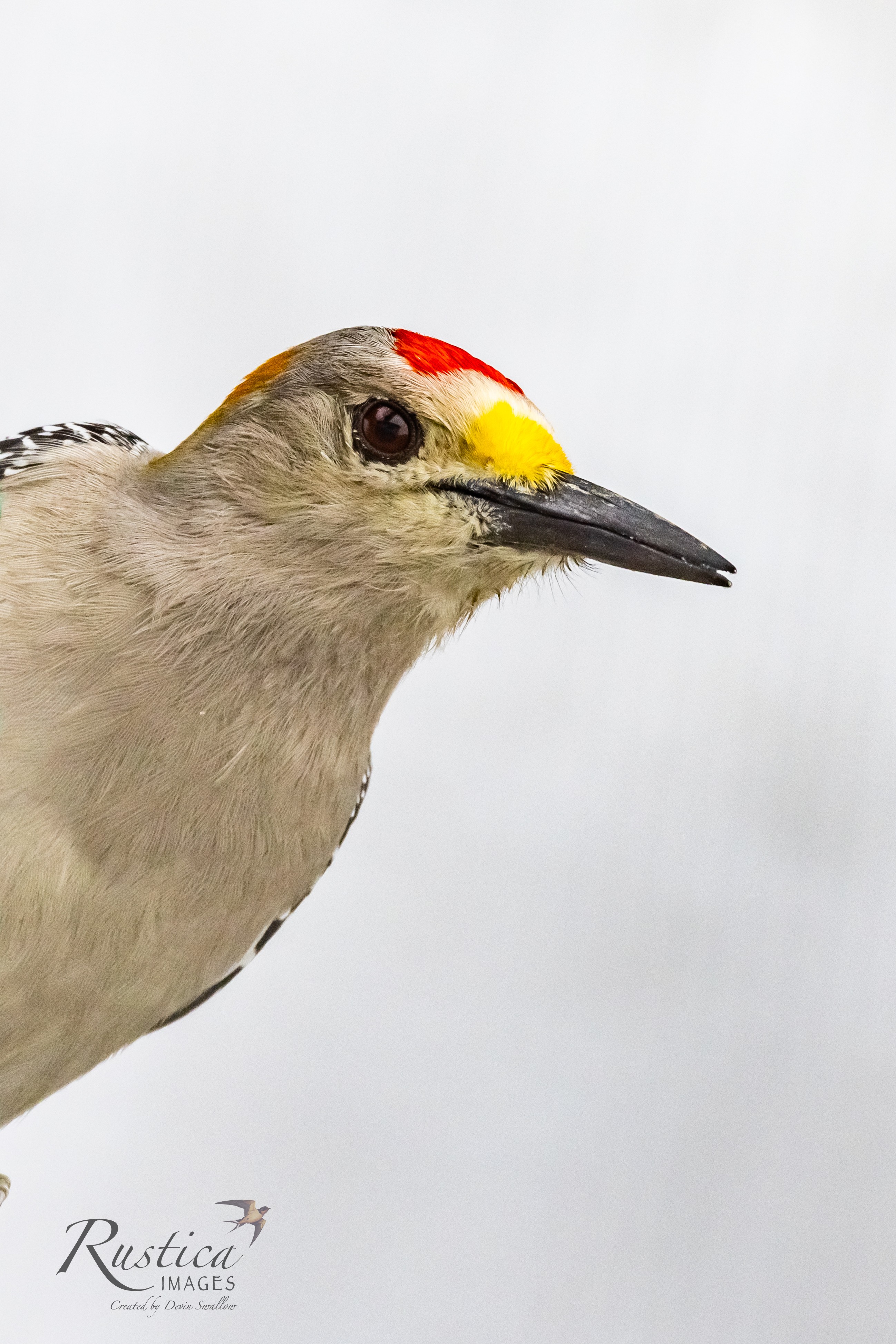 Golden breasted woodpecker