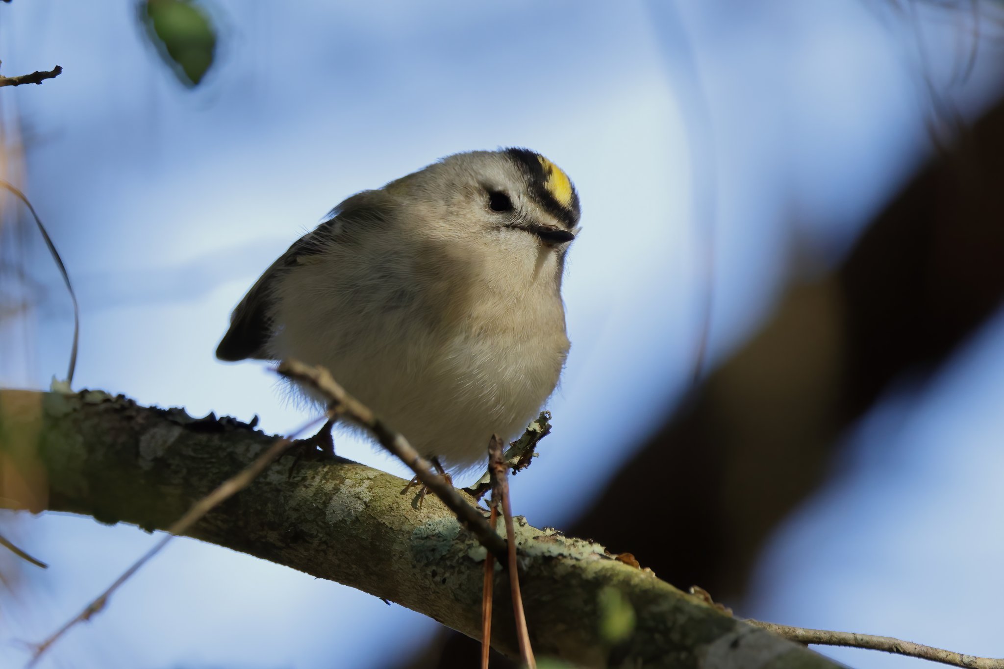 Golden-crowned Kinglet