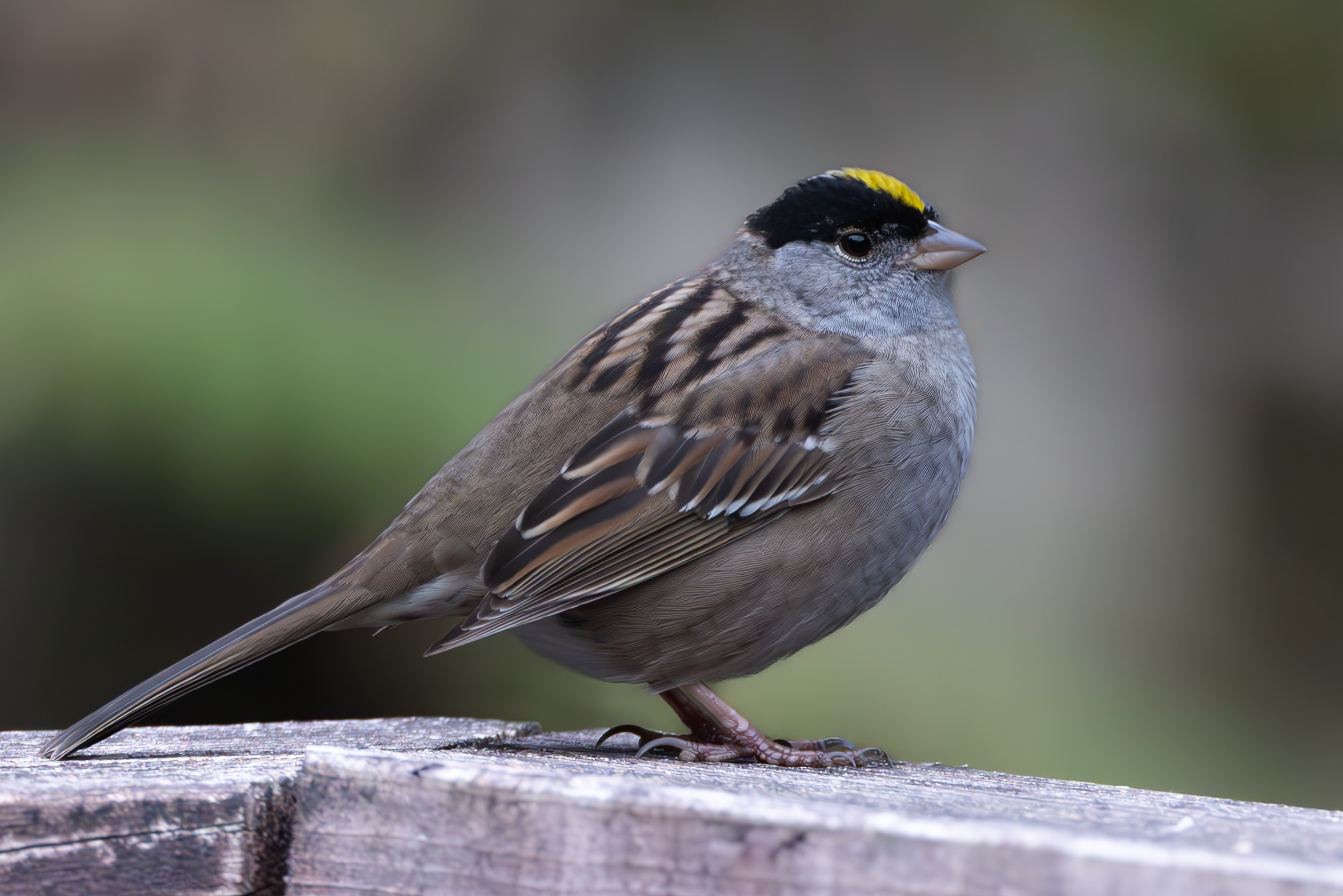 Golden-Crowned Sparrow