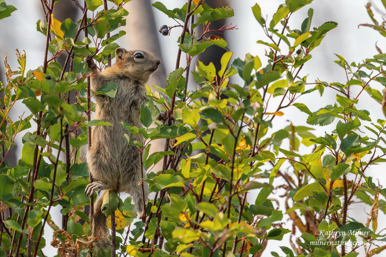 Golden Mantled Ground Squirrel 2.jpg