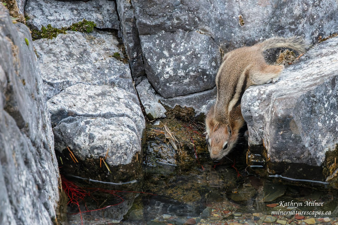 Golden Mantled Ground Squirrel.jpg