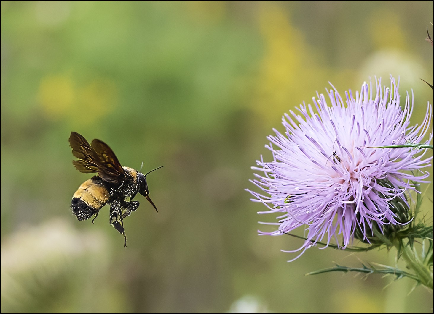 Golden Northern Bumble Bee II.jpg