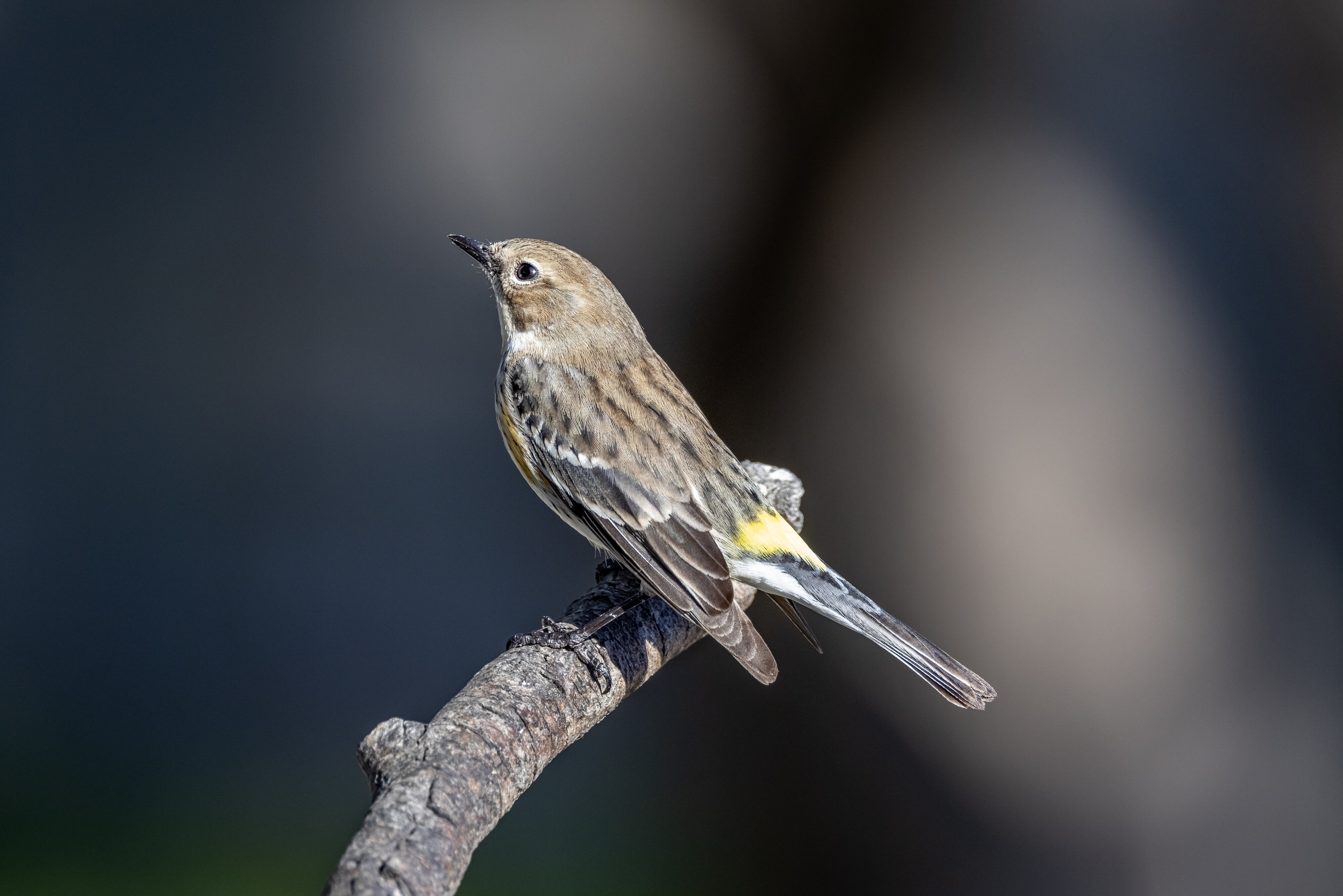 golden rumped warbler