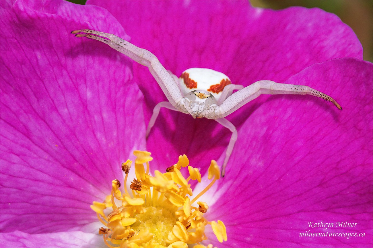 Goldenrod Spider.jpg