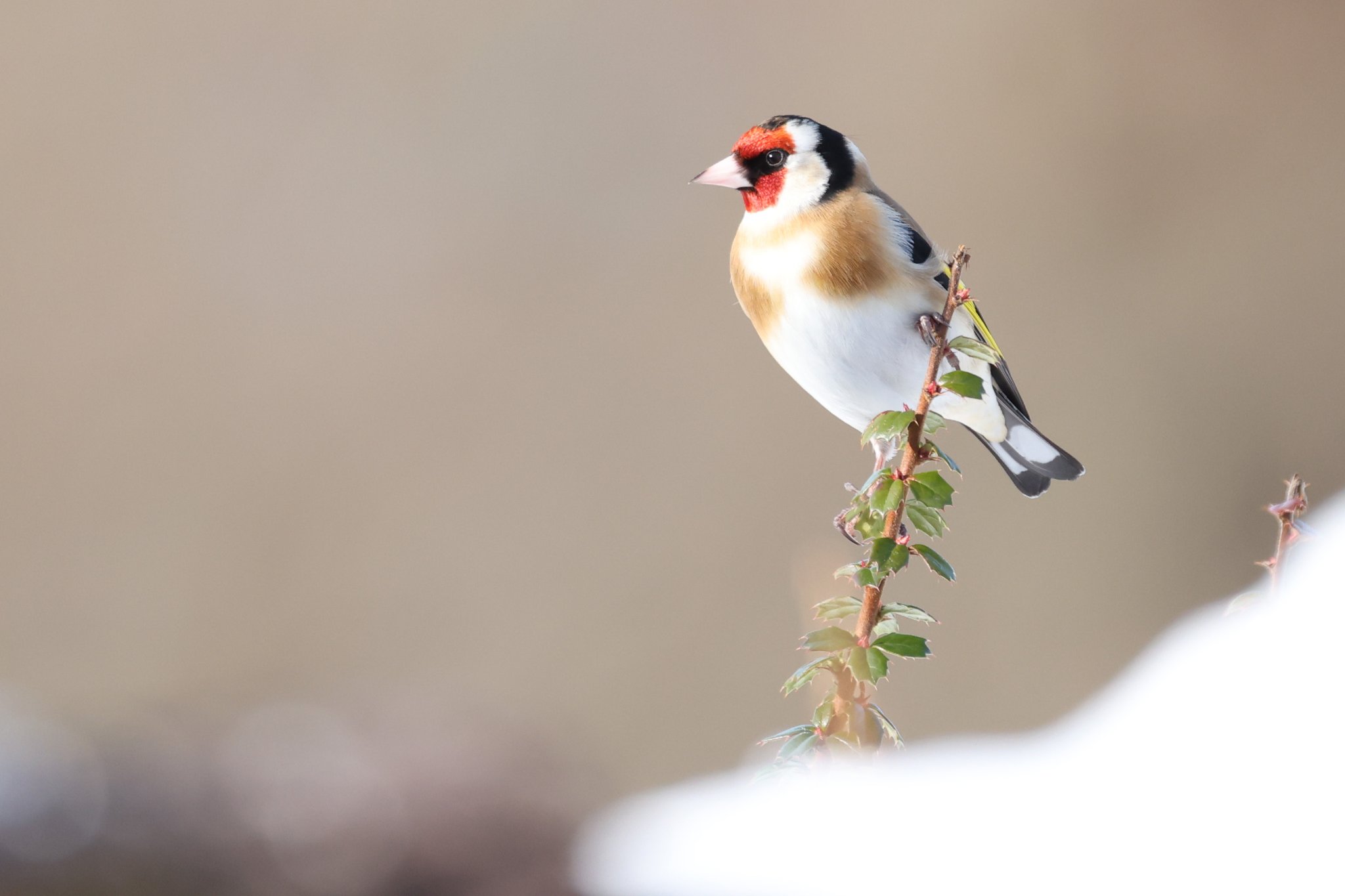 Goldfinch-483A8885-3000px.jpg