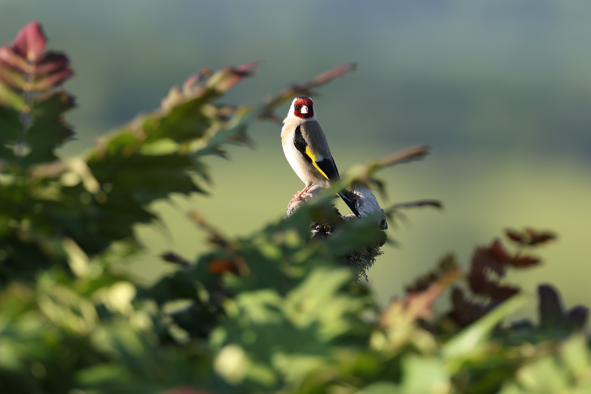 Goldfinch-483A9337-2048px.jpg