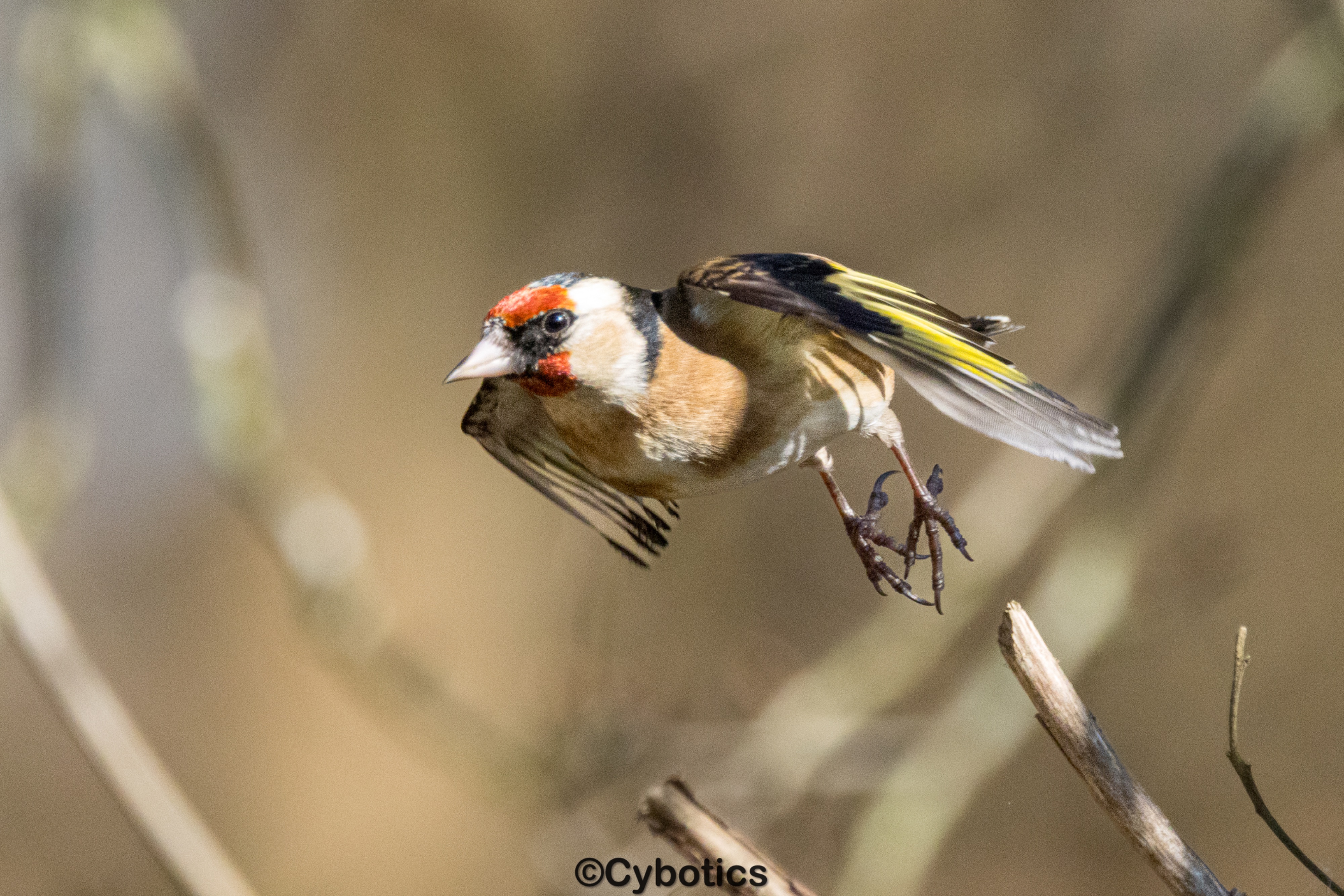 Goldfinch