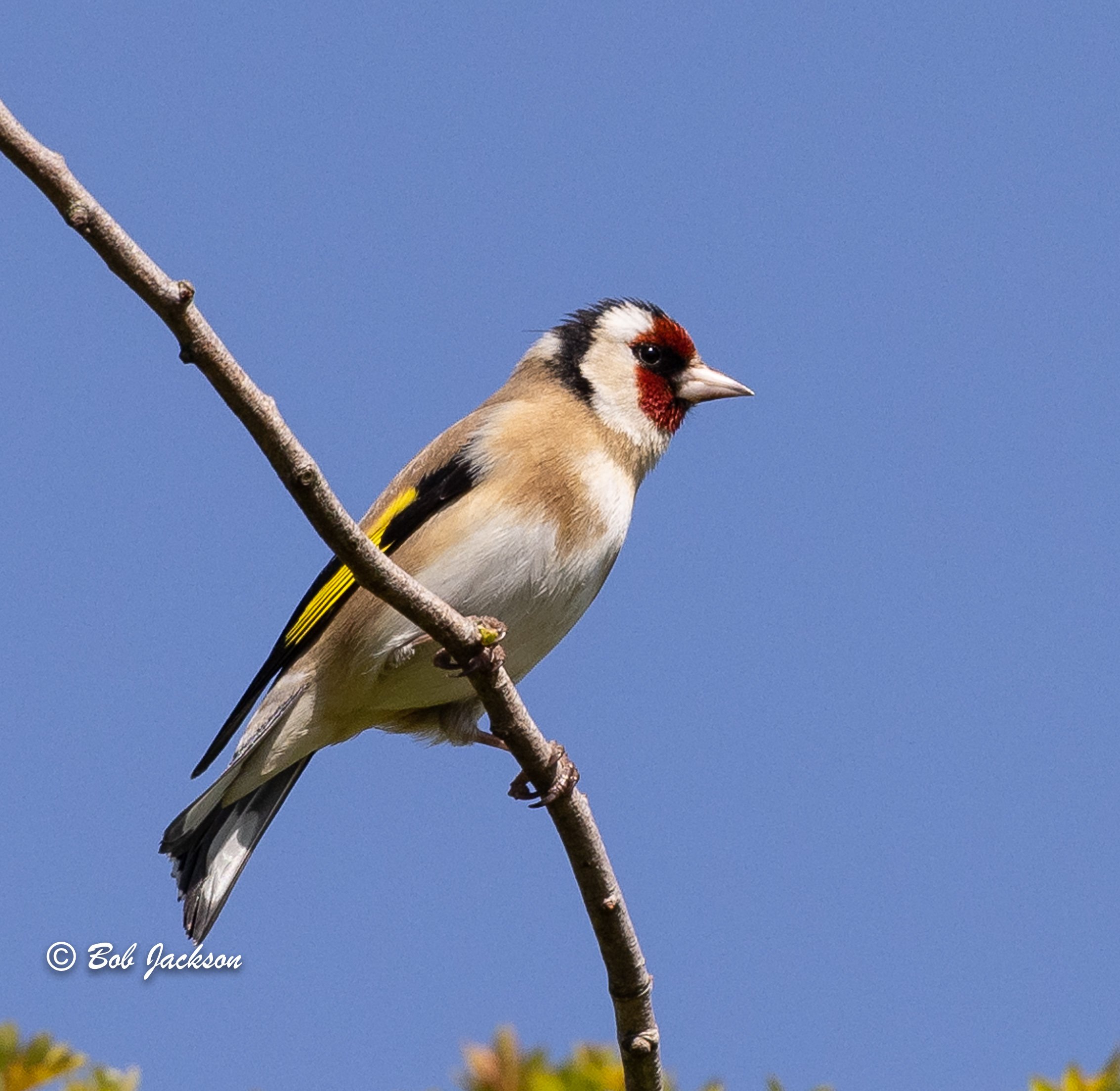 Goldfinch