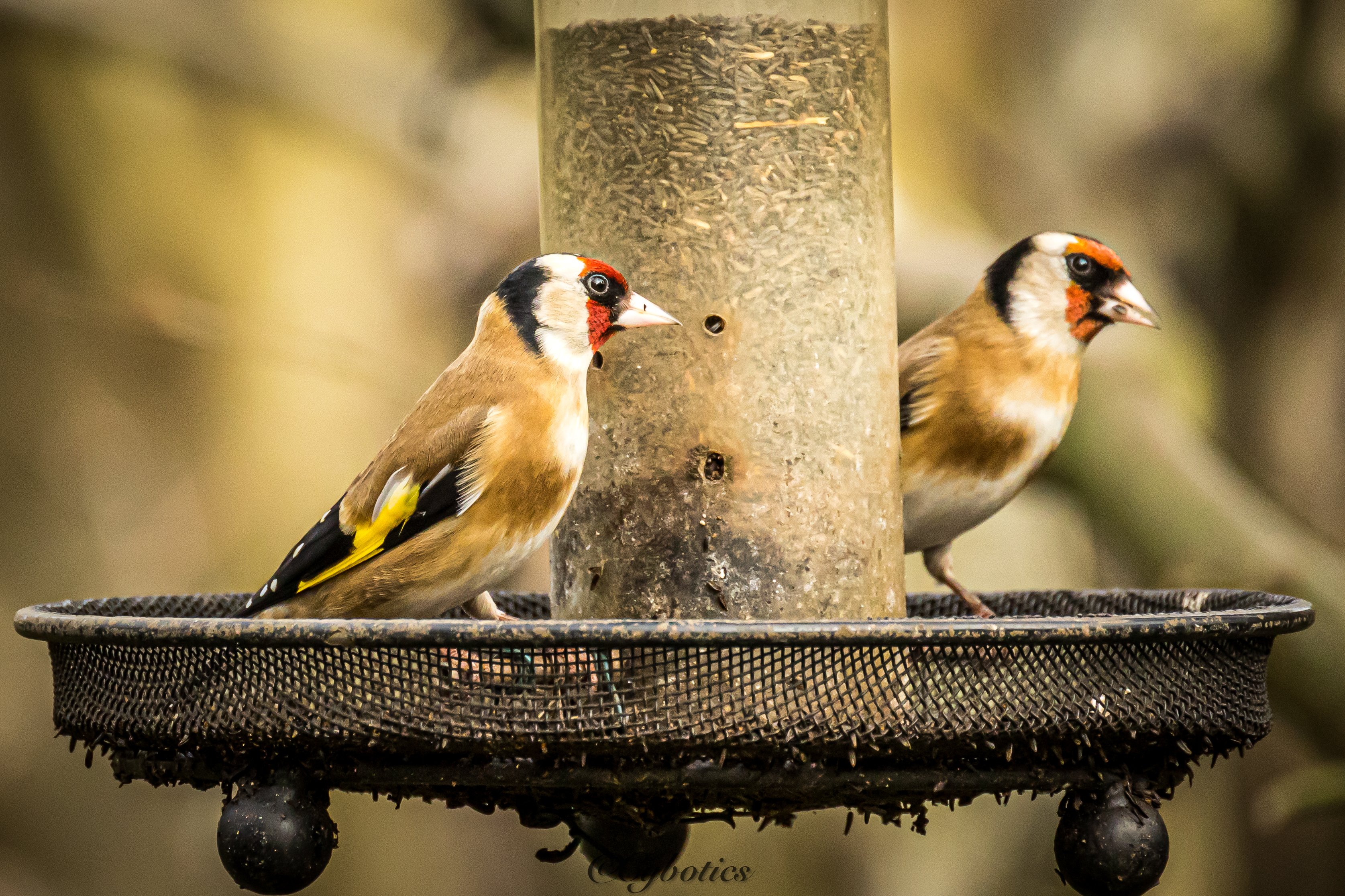 Goldfinches