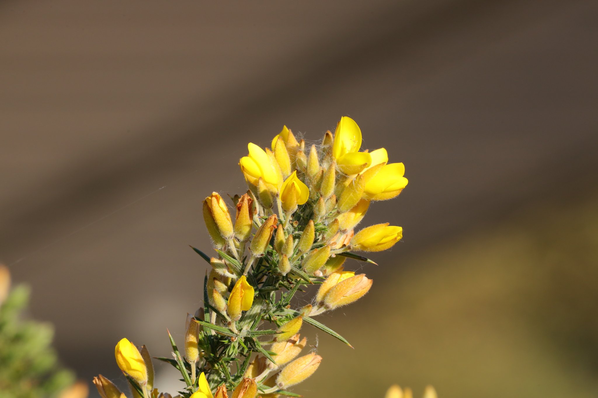 Gorse.JPG