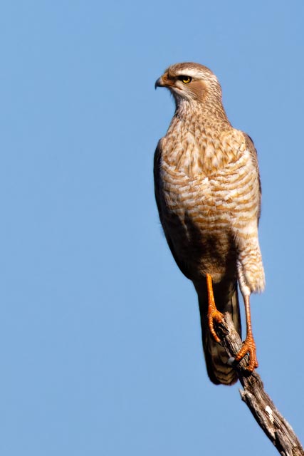 Goshawk.jpg