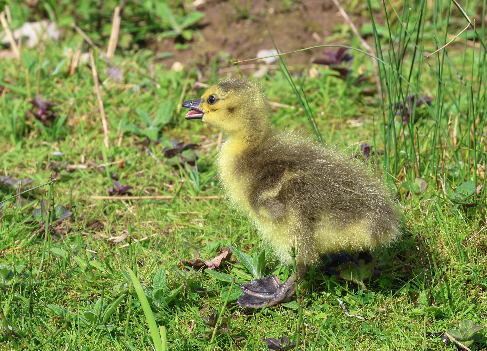 Gosling