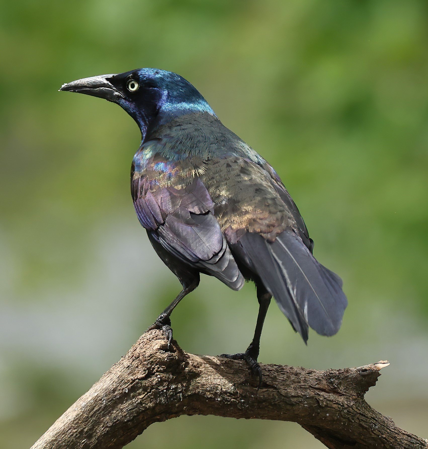 Grackle 2.JPG