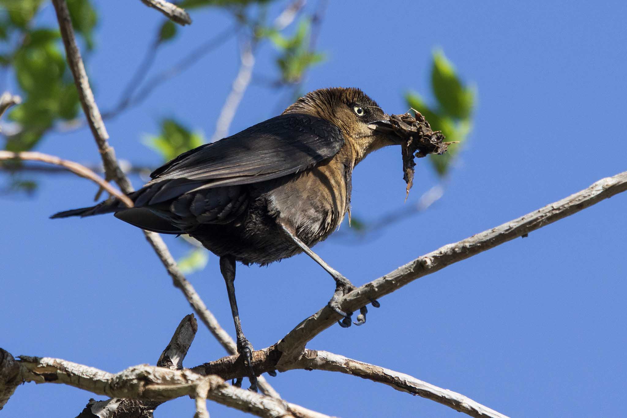 Grackle-7N8A7632-w.jpg