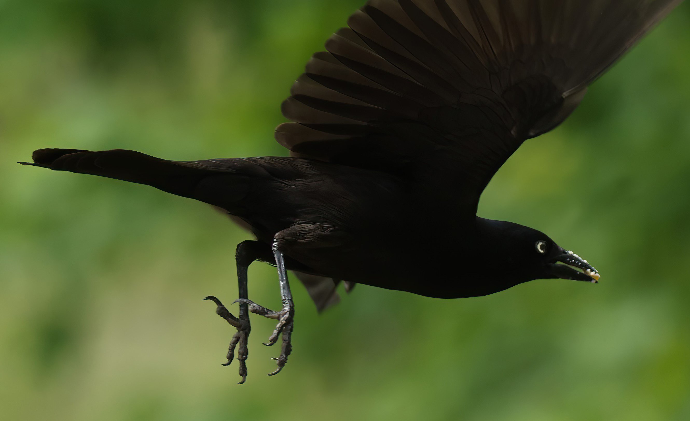 Grackle.JPG