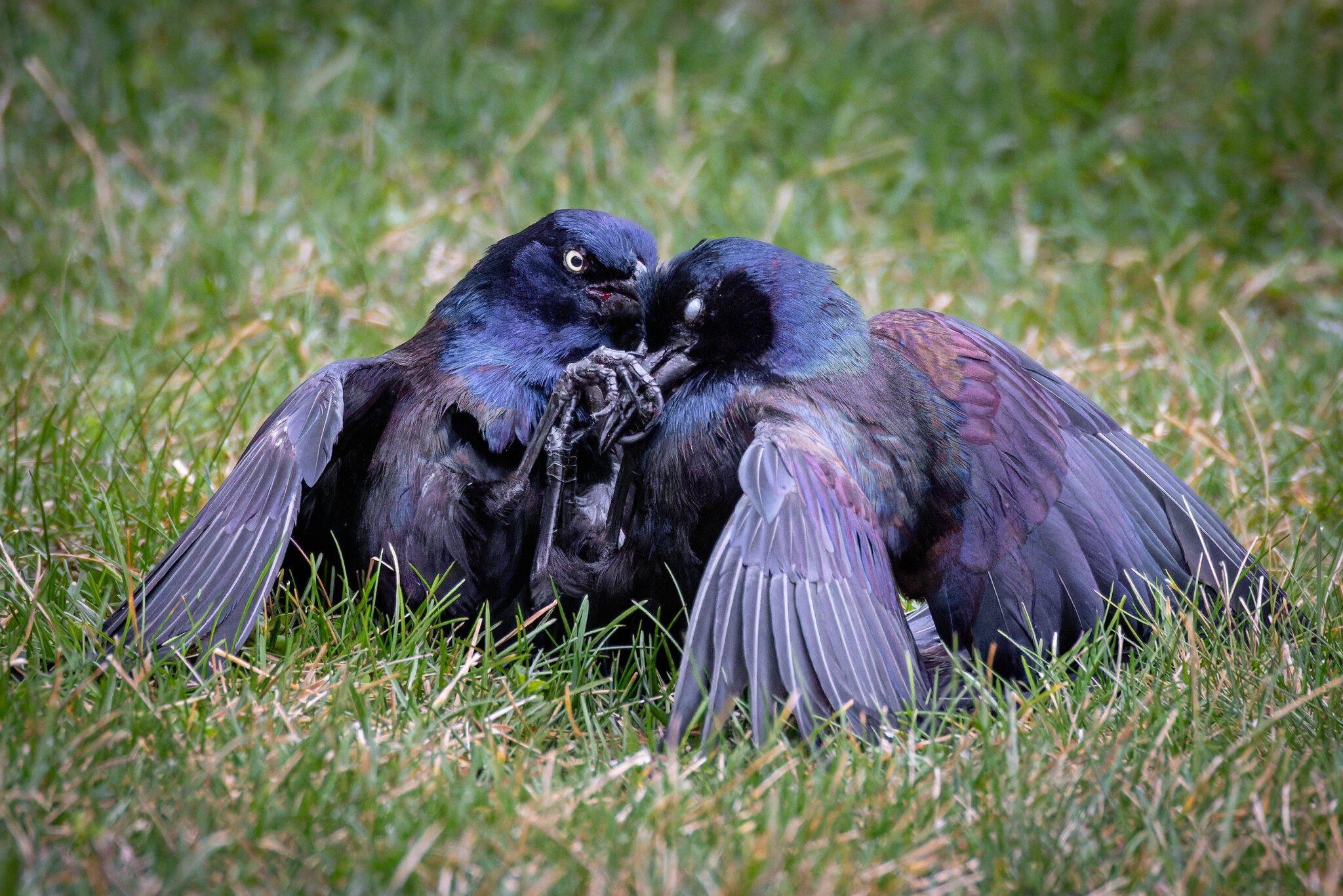 GrapplingGrackles-1.jpg