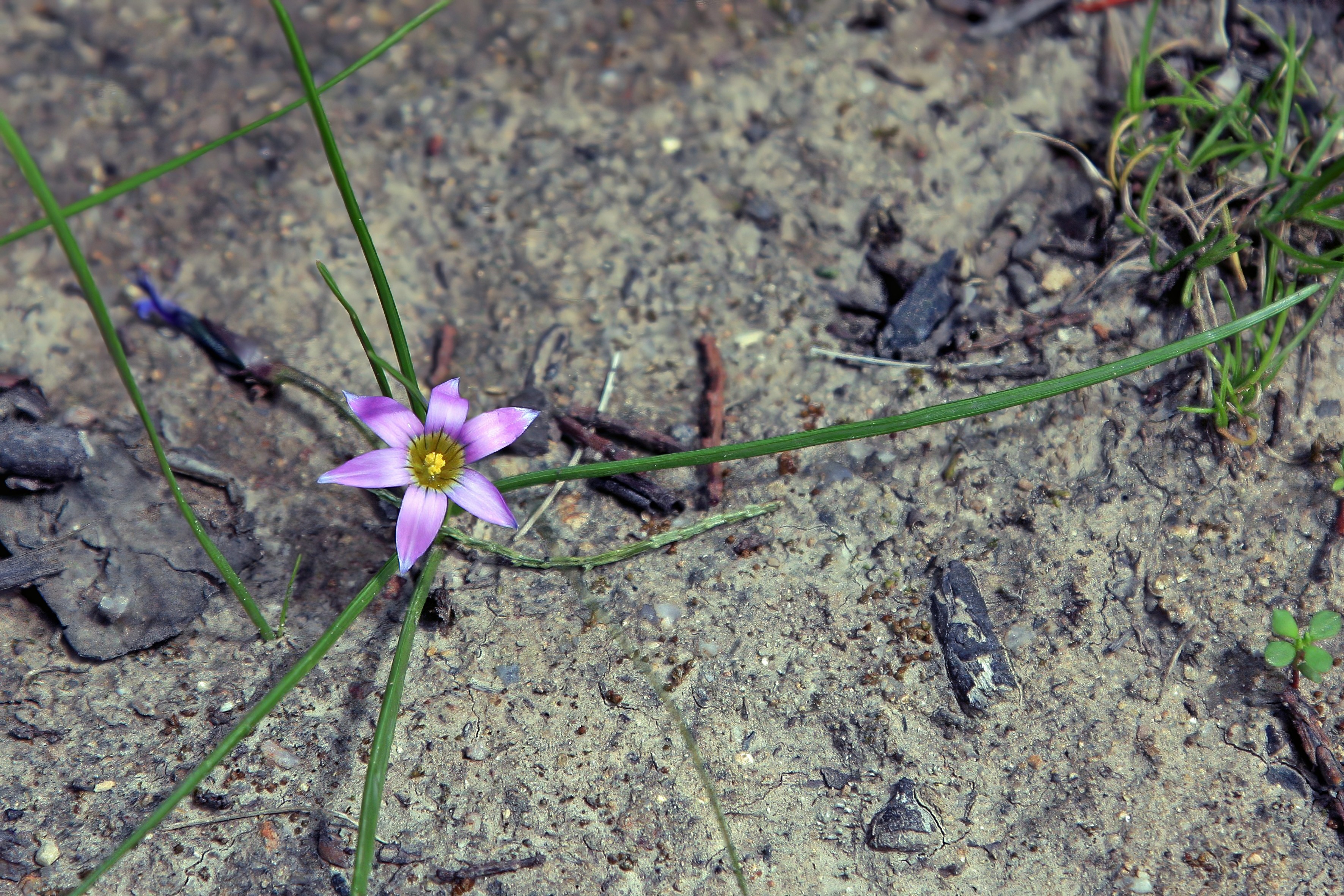 Grass Onion 01 Romulea, Rosy Sandcrocus at Wyangala Dam NSW 080928tx.jpeg