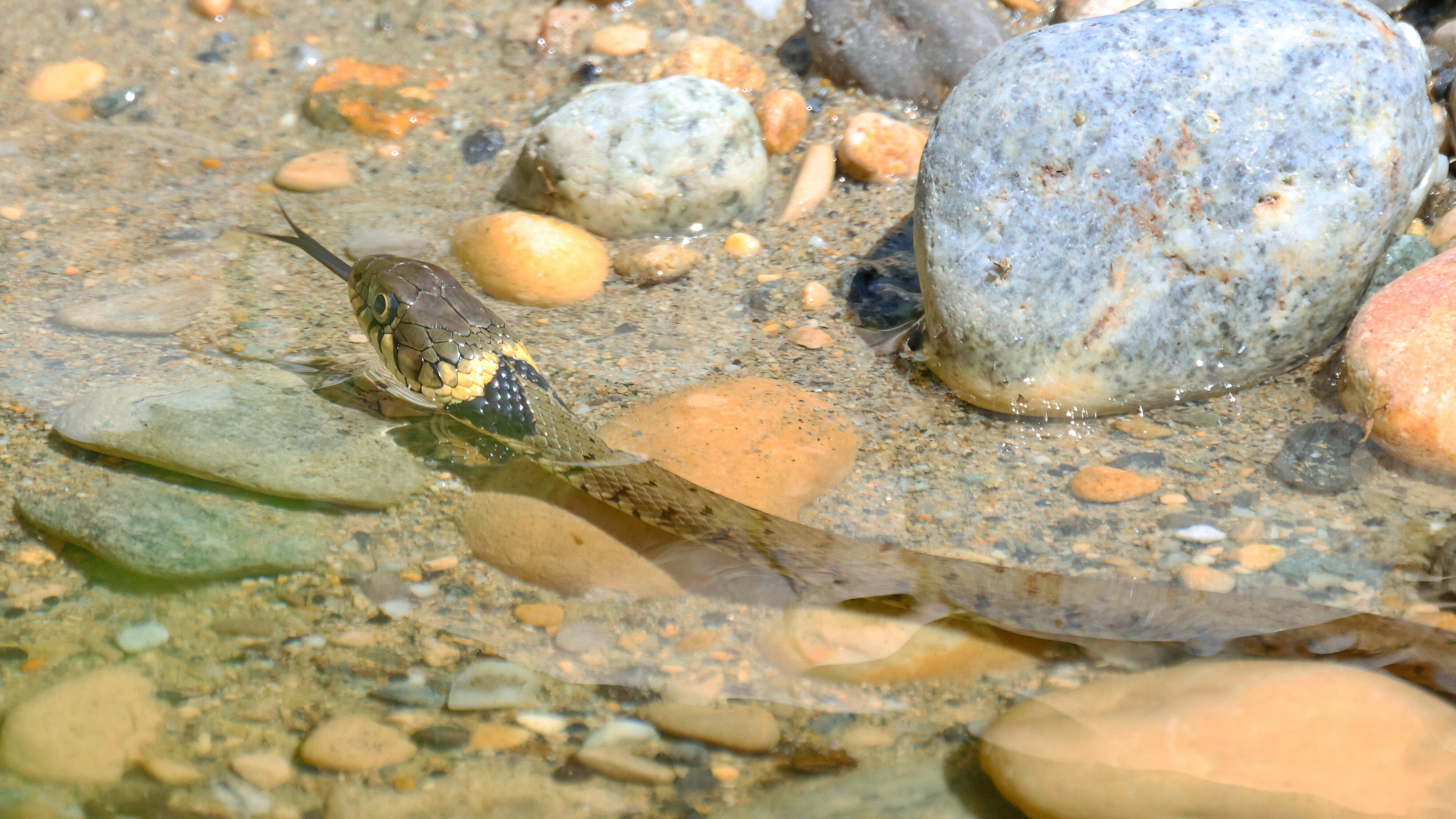 Grass snake (2)