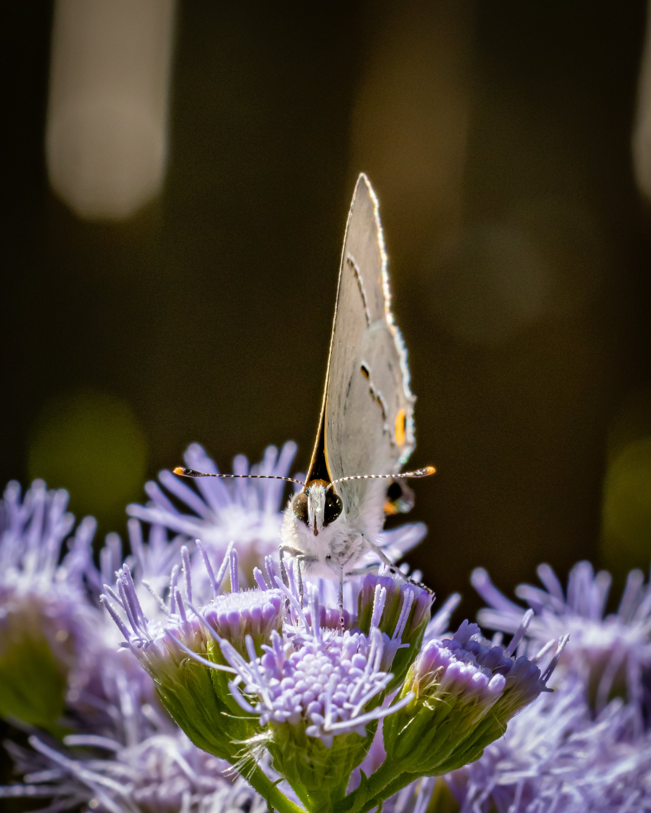 Gray Hairstreak or Cotton Square Borer, Strymon Melinus