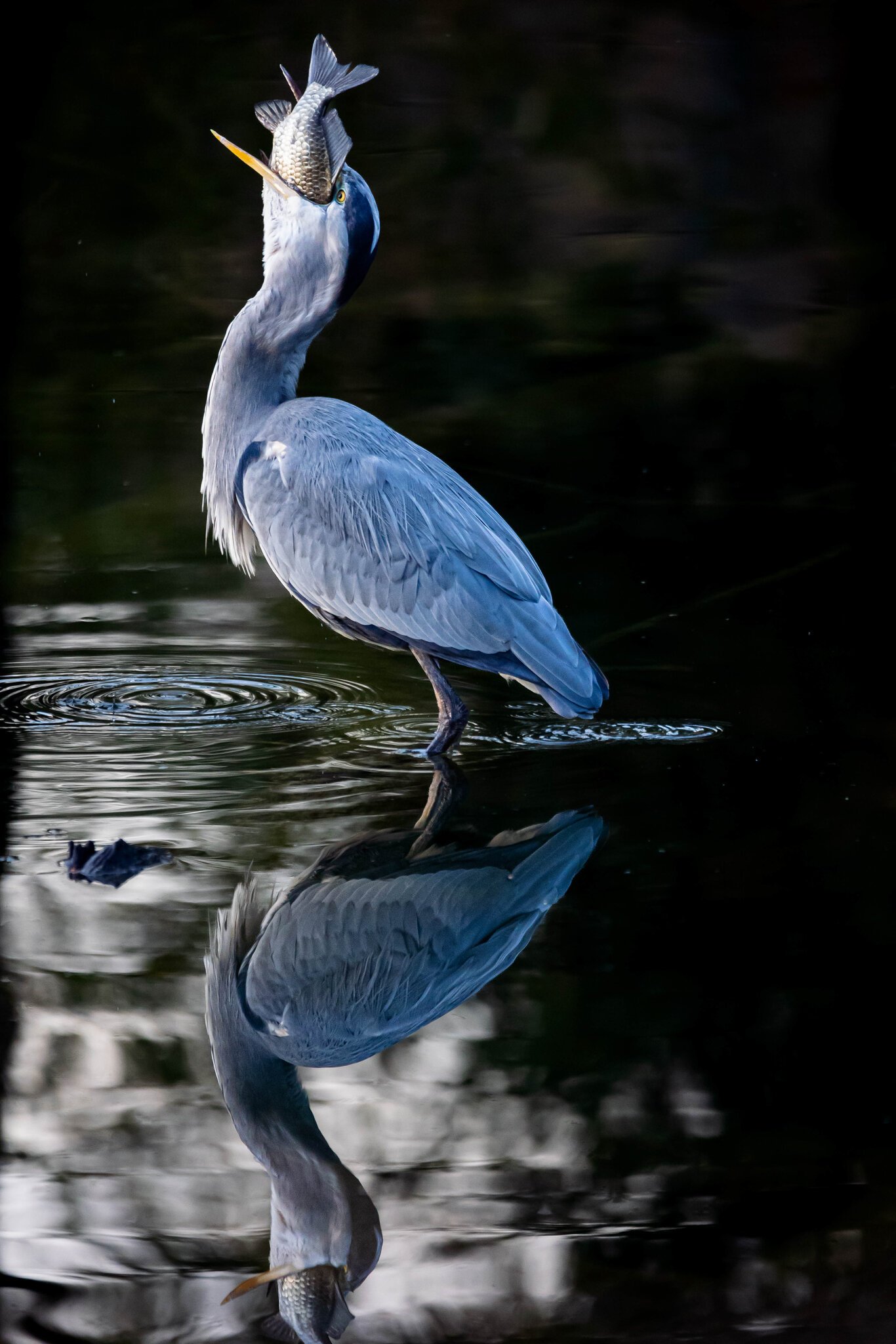 Gray heron.jpg