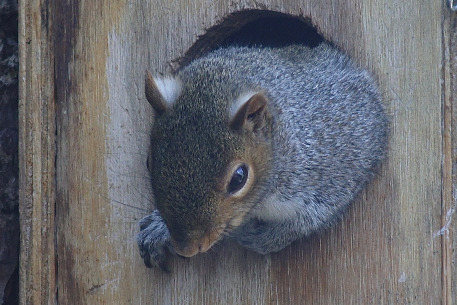 Gray Squirrel 120122.jpeg