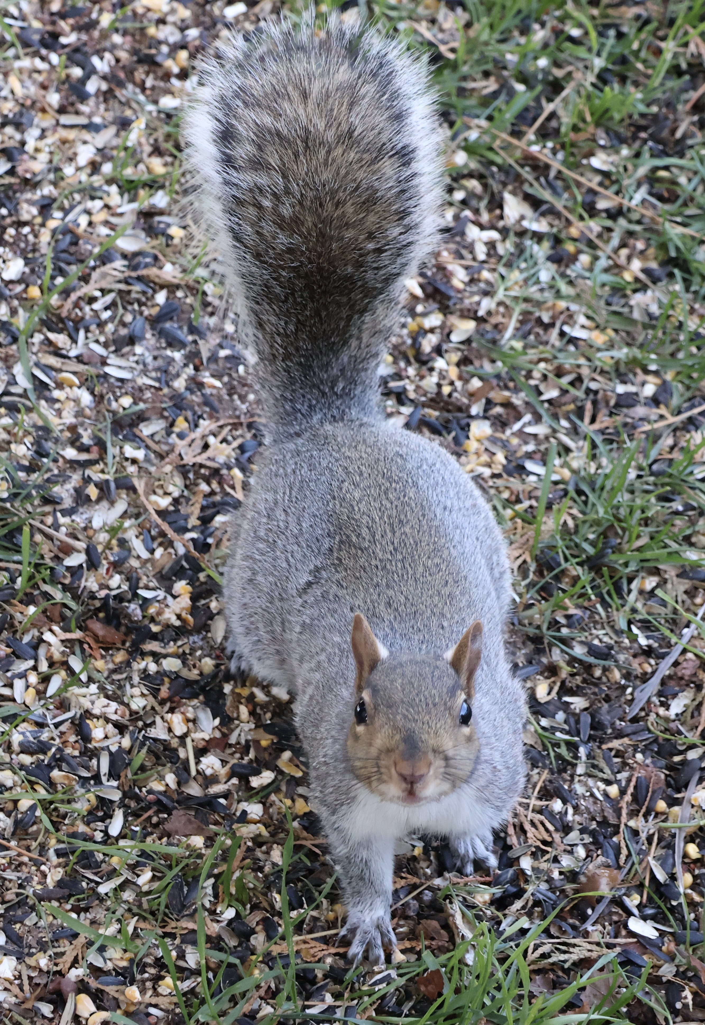 Gray Squirrel 3.jpeg