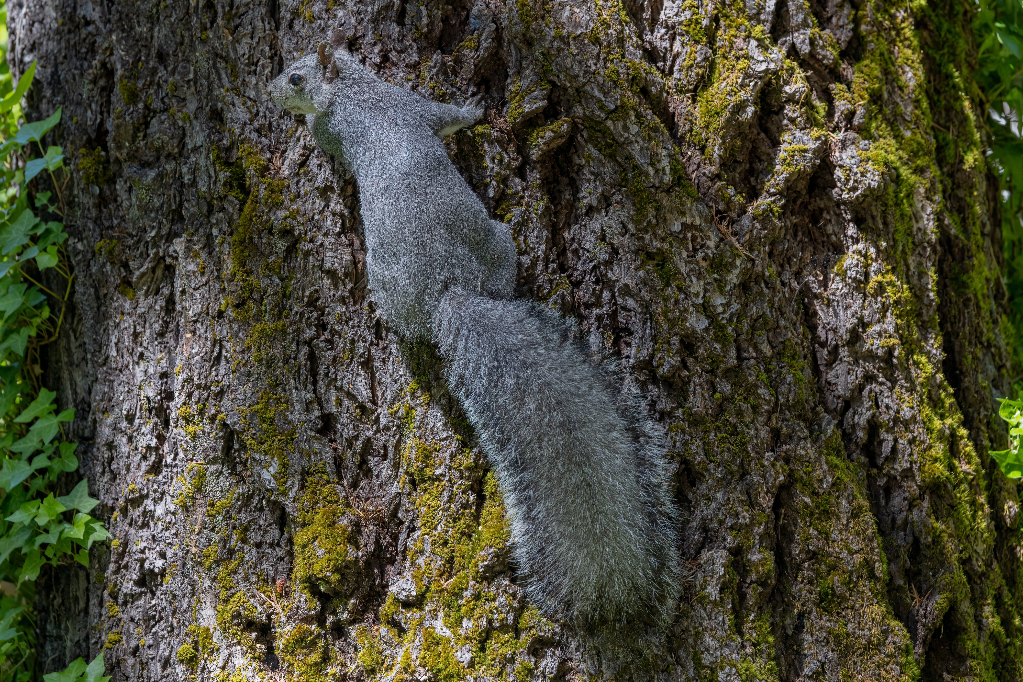 Gray Squirrel