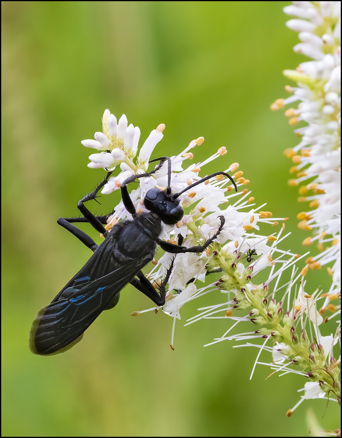 Great Black Wasp.jpg