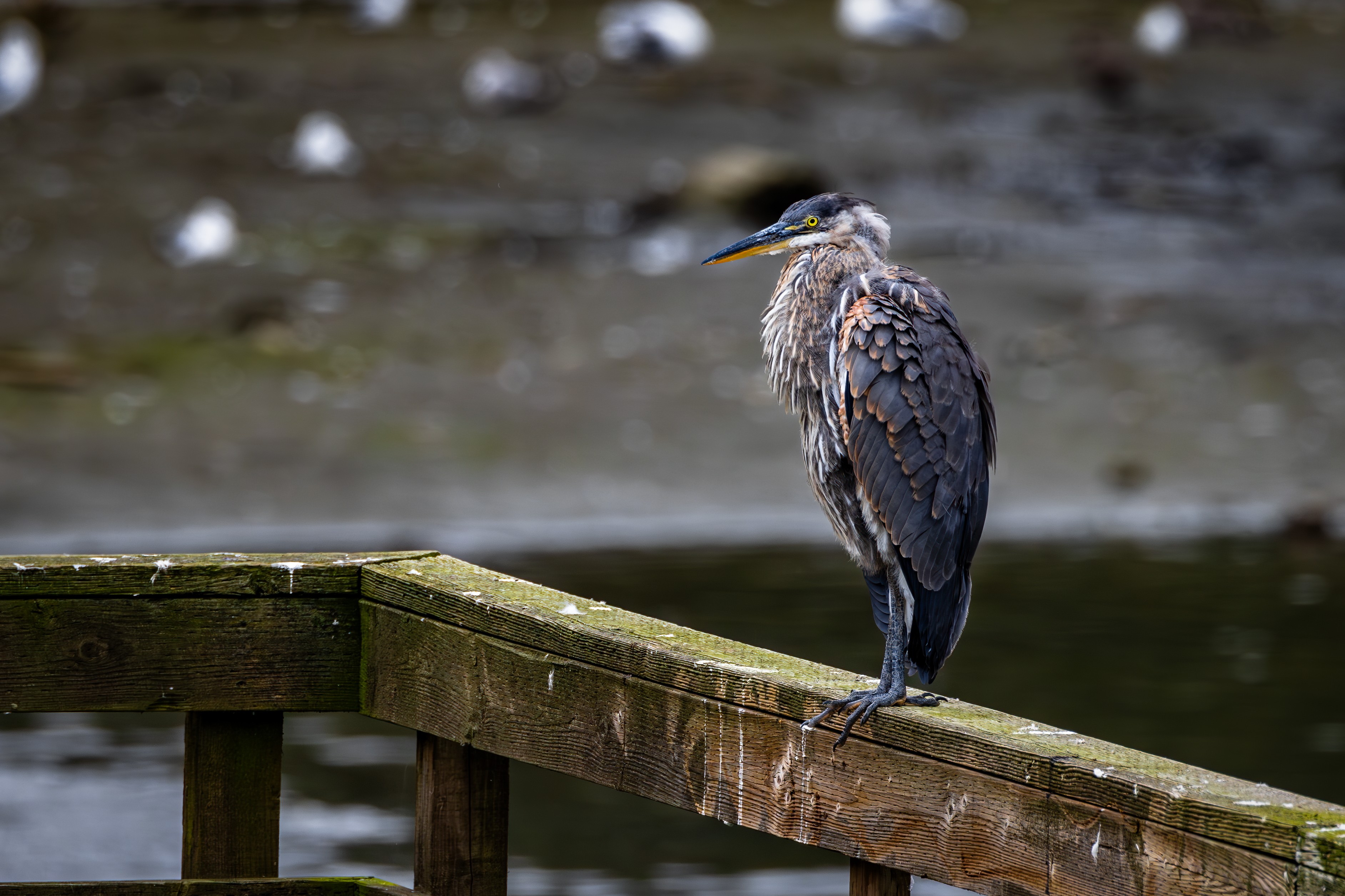 Great Blue Heron 1 08-23-2023.jpg