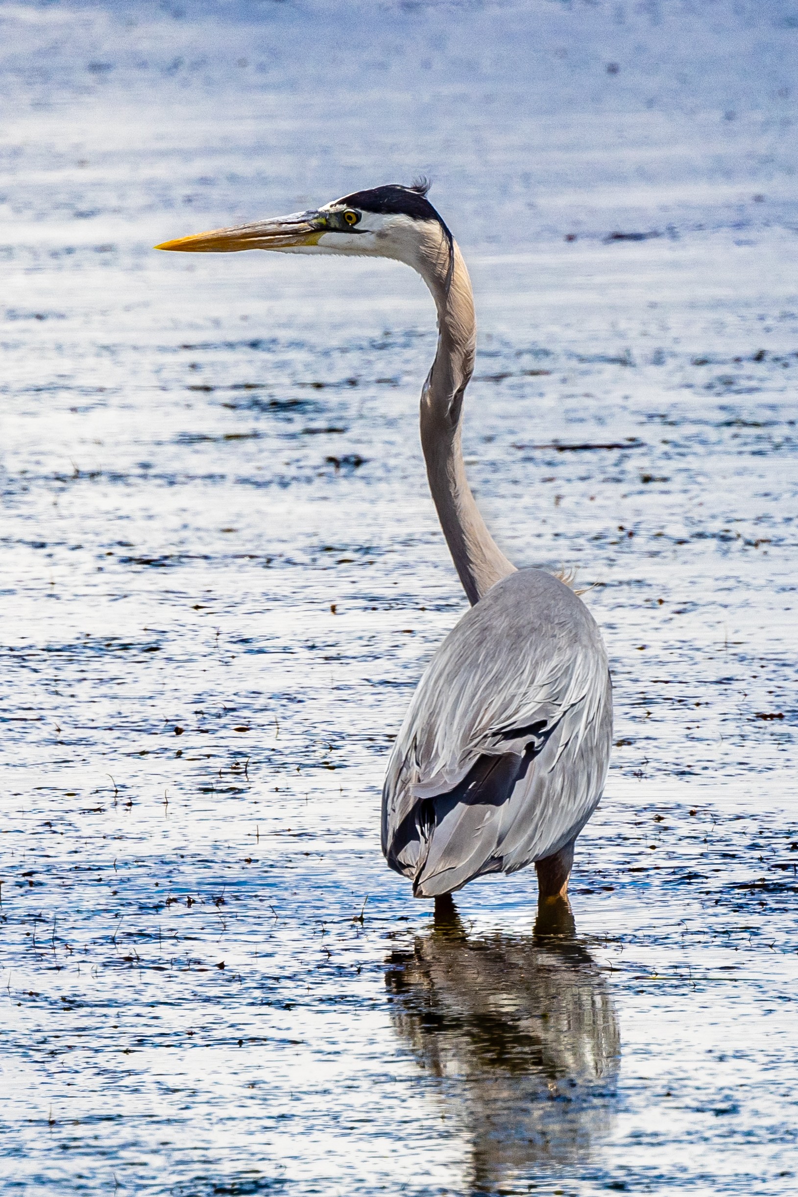 Great Blue Heron (Bear River Refuge, N Utah)