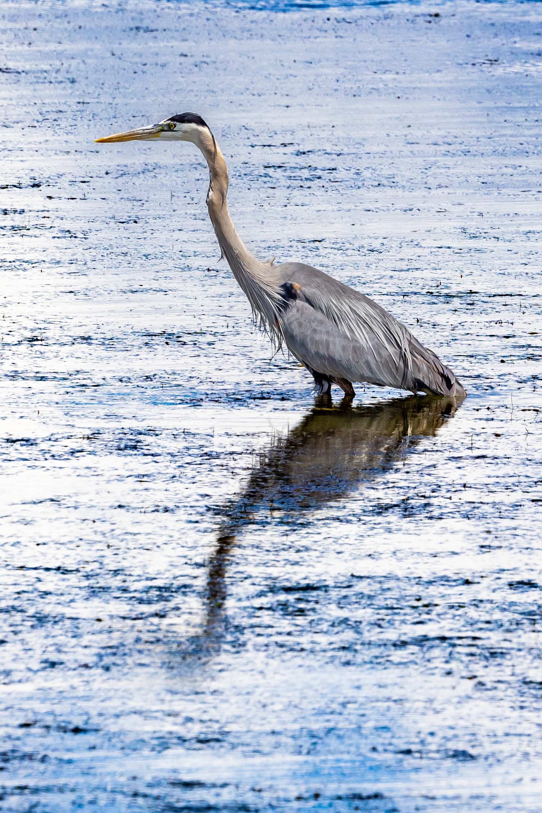 Great Blue Heron (Bear River Refuge, N Utah)