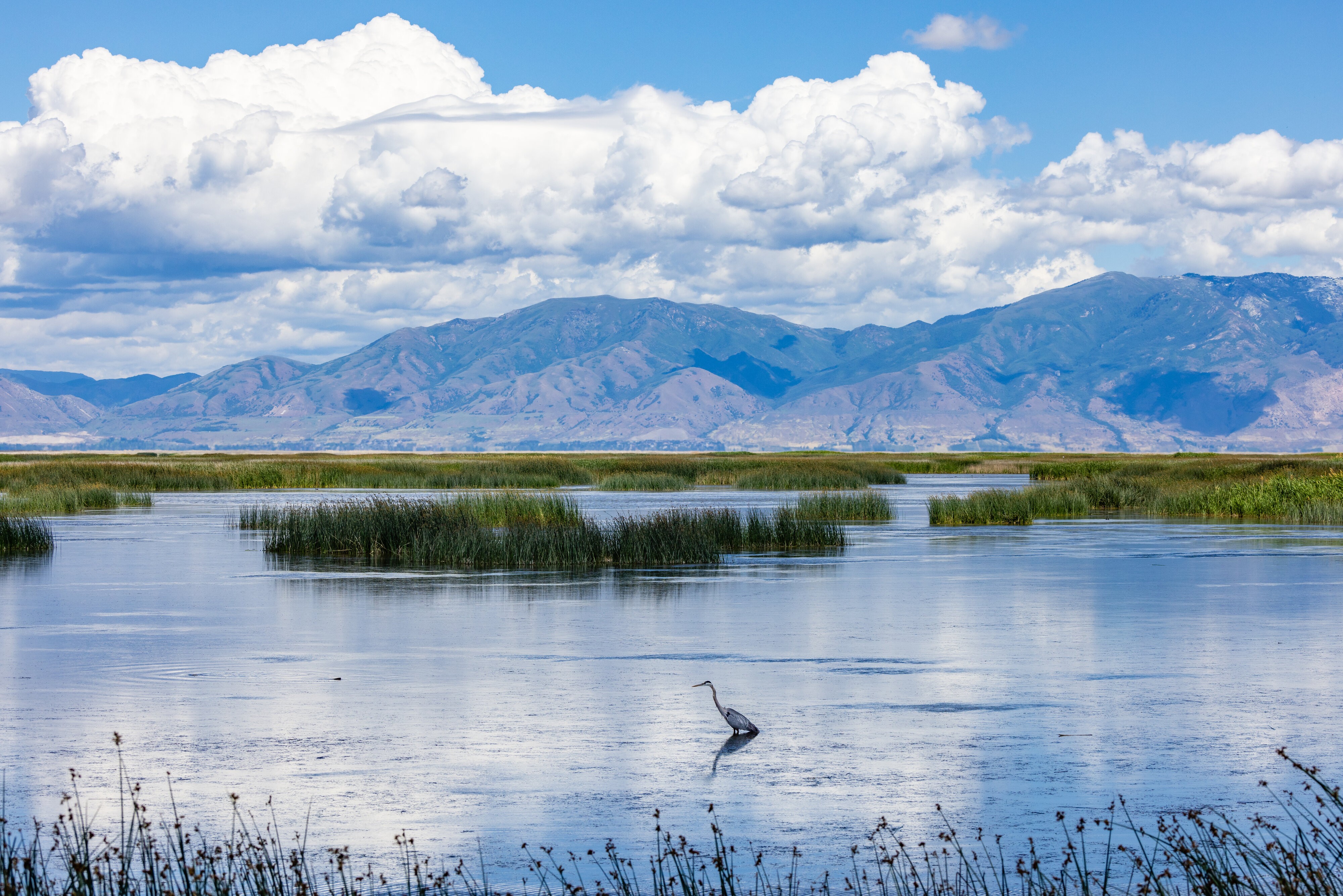 Great Blue Heron (Bear River Refuge, N Utah)