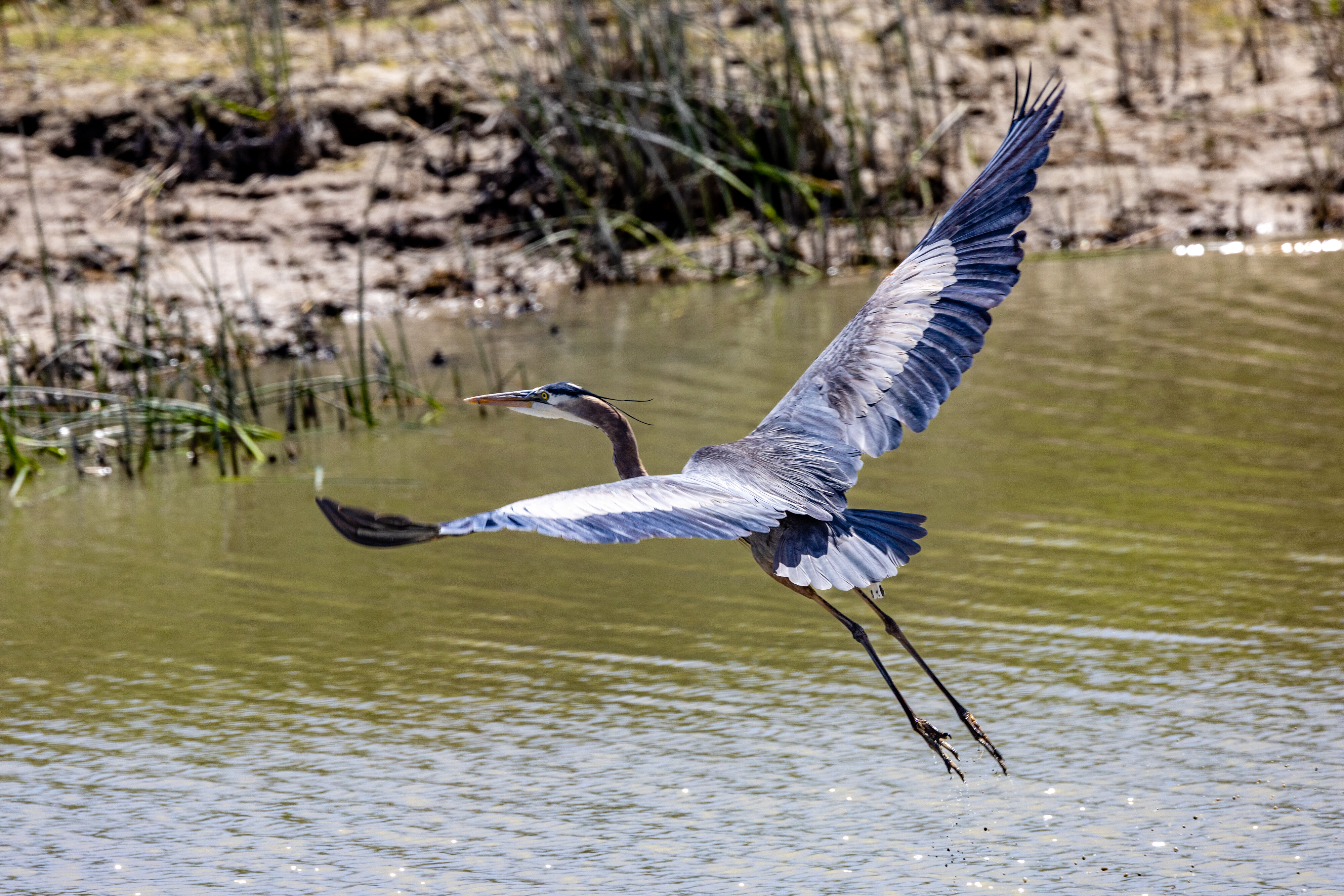 Great Blue Heron (Bear River Refuge, N Utah)