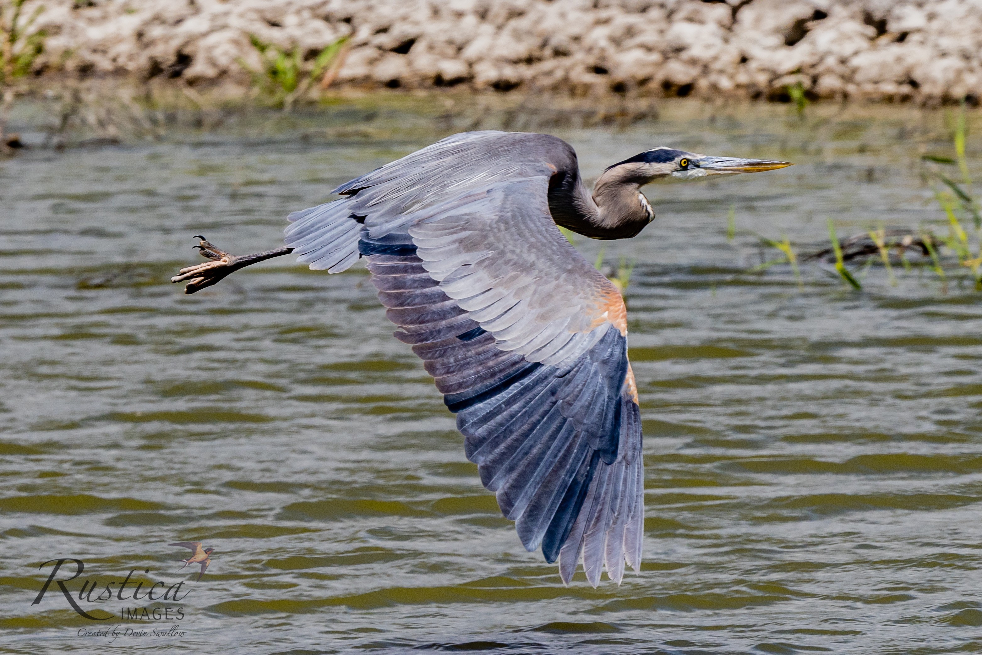 Great Blue Heron (Bear River Refuge, N Utah)