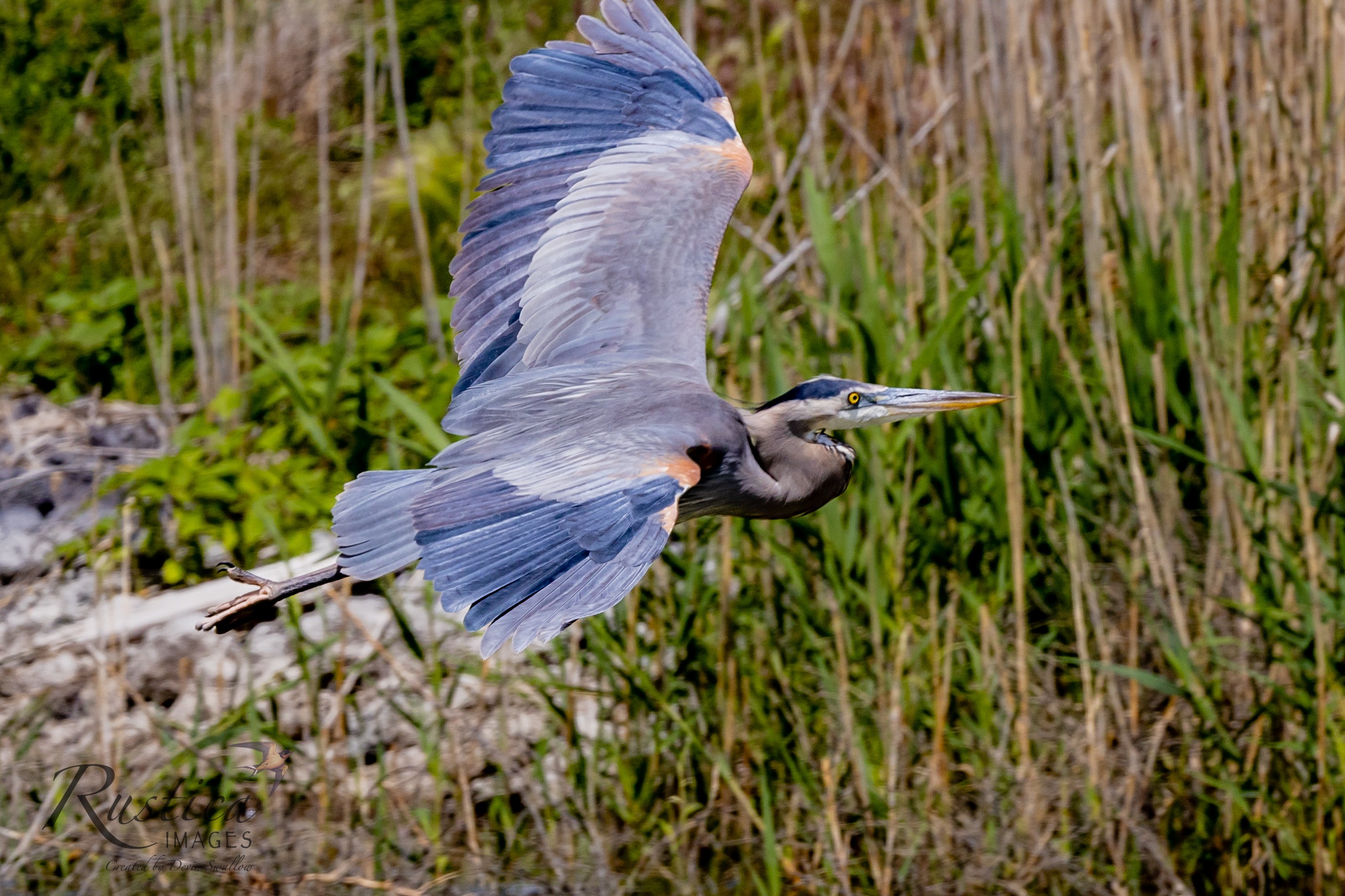 Great Blue Heron (Bear River Refuge, N Utah)