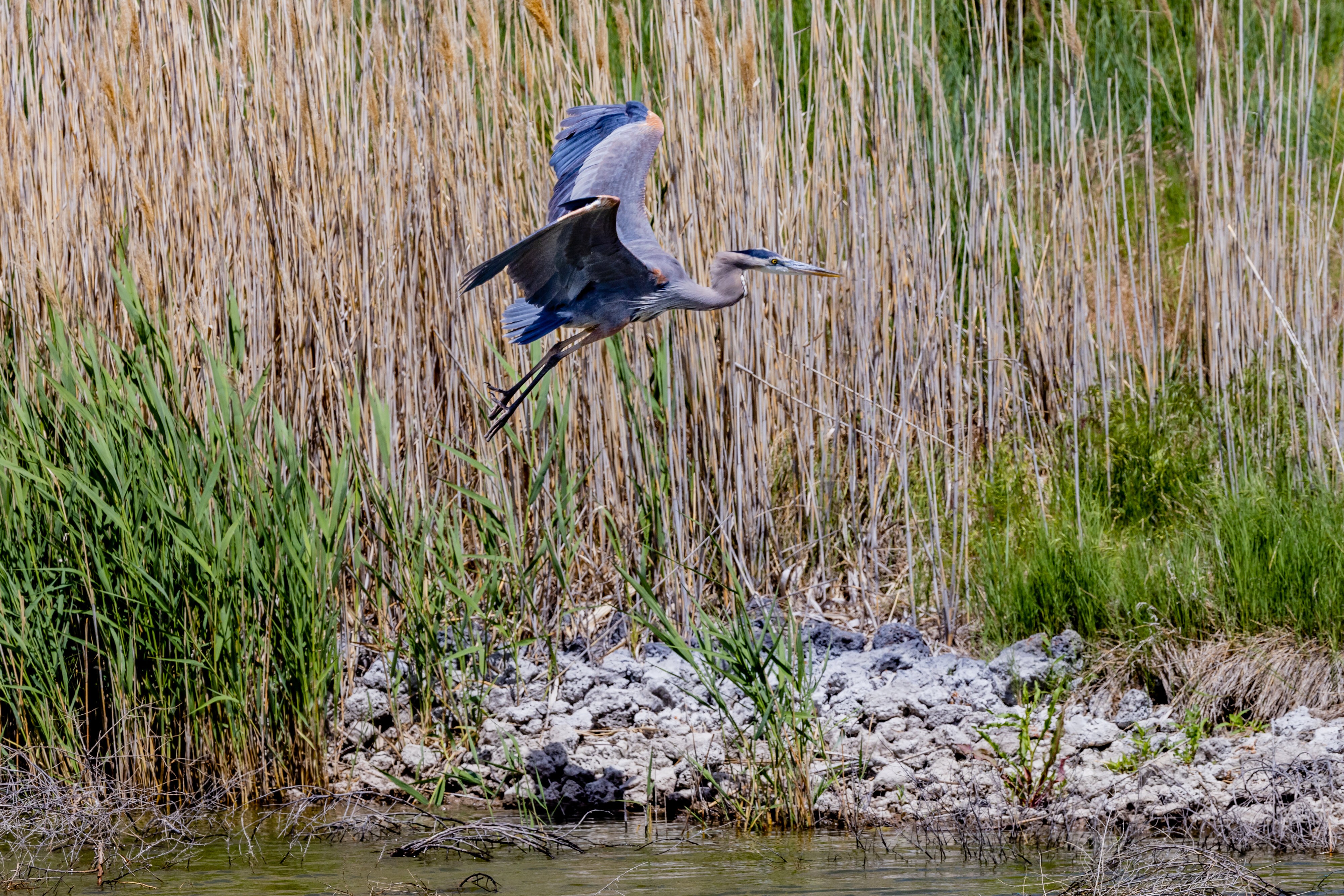 Great Blue Heron (Bear River Refuge, N Utah)