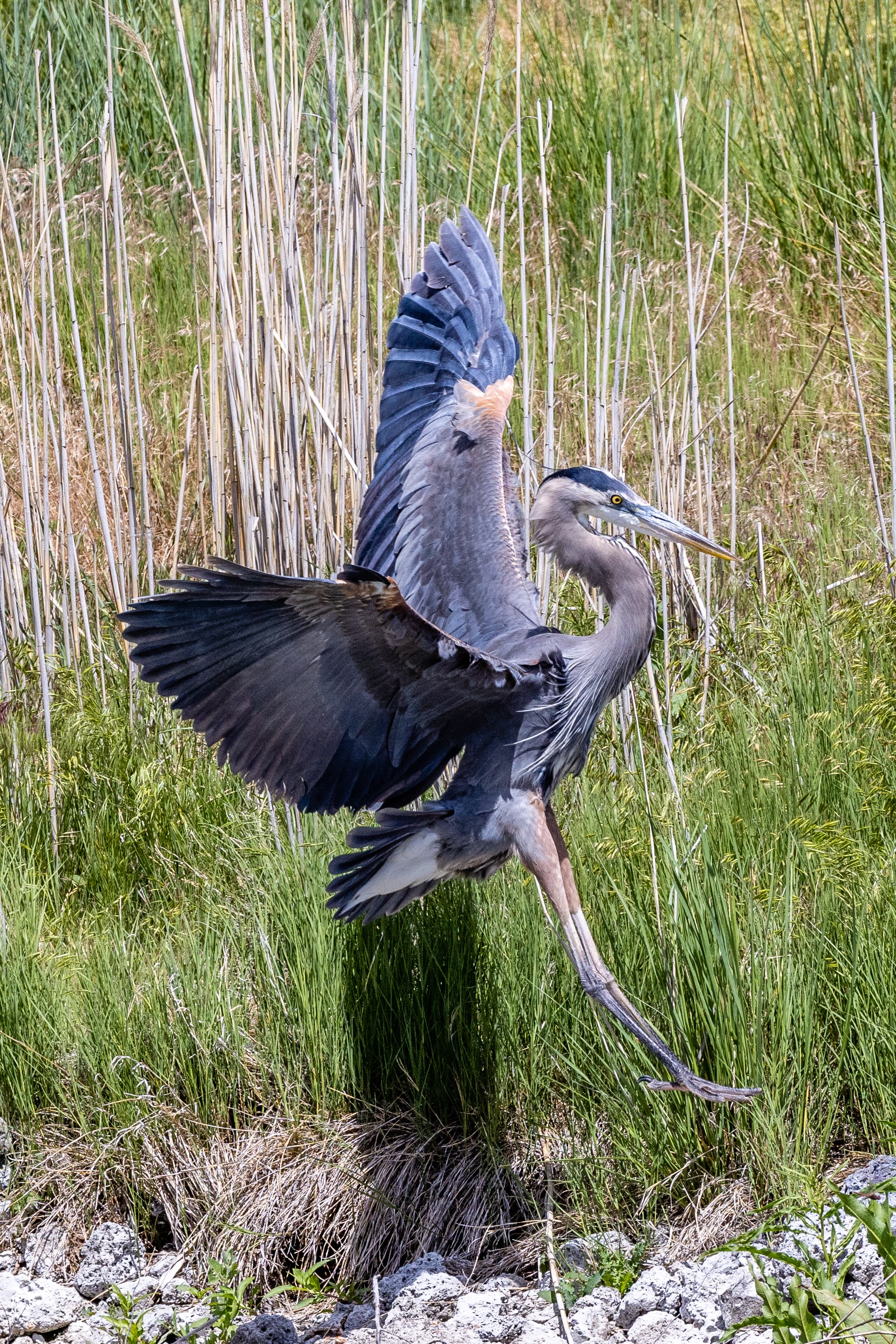 Great Blue Heron (Bear River Refuge, N Utah)