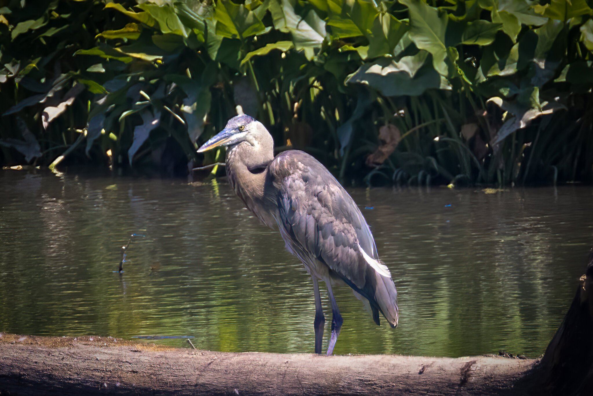 Great Blue Heron fixed-1.jpg