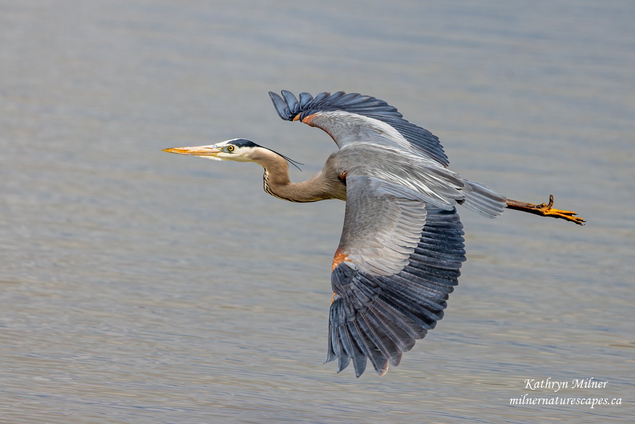 Great Blue Heron.jpg