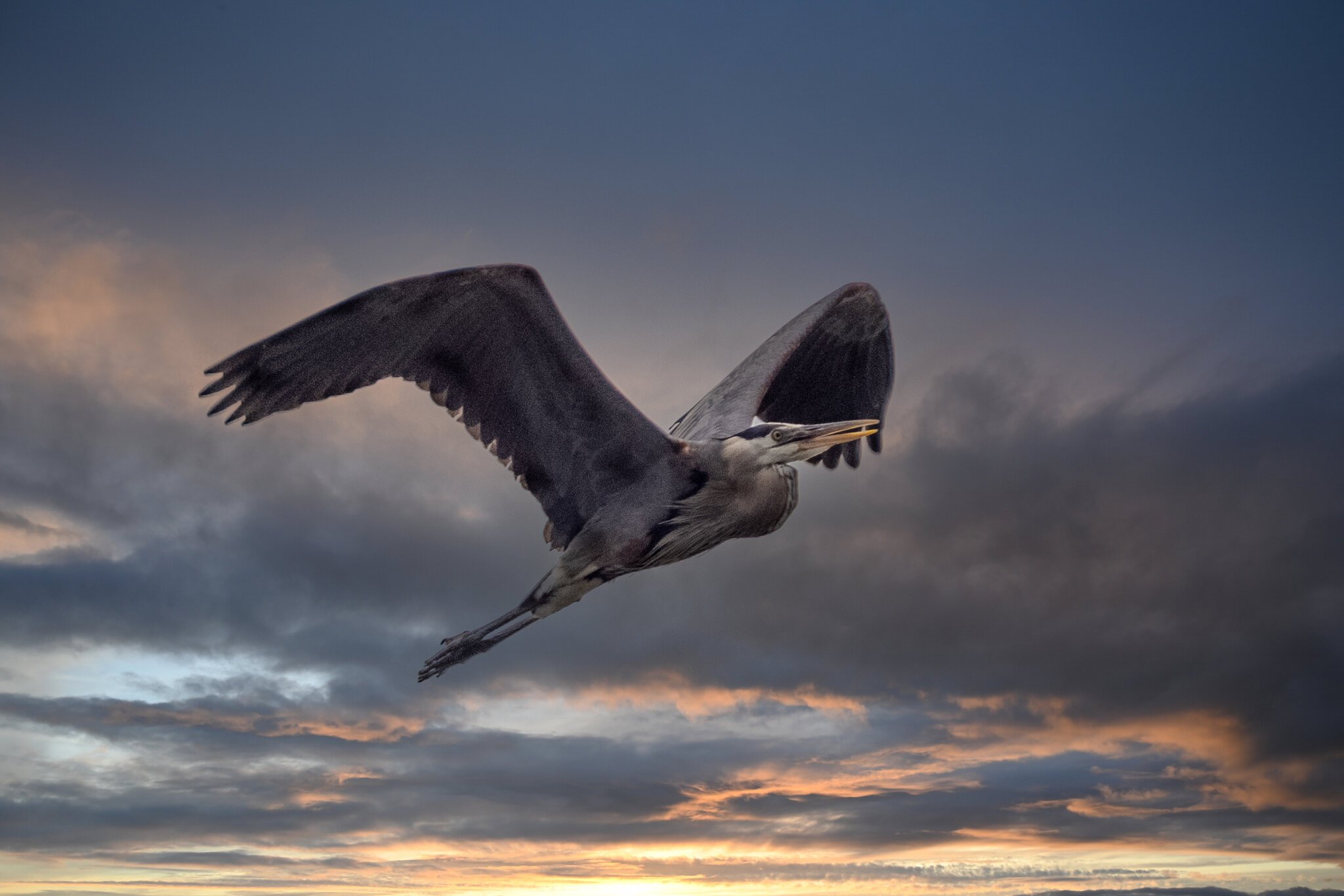 Great Blue Heron new sky-1.jpg