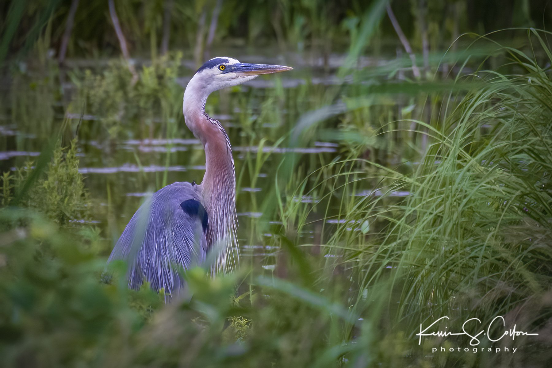 Great Blue Heron