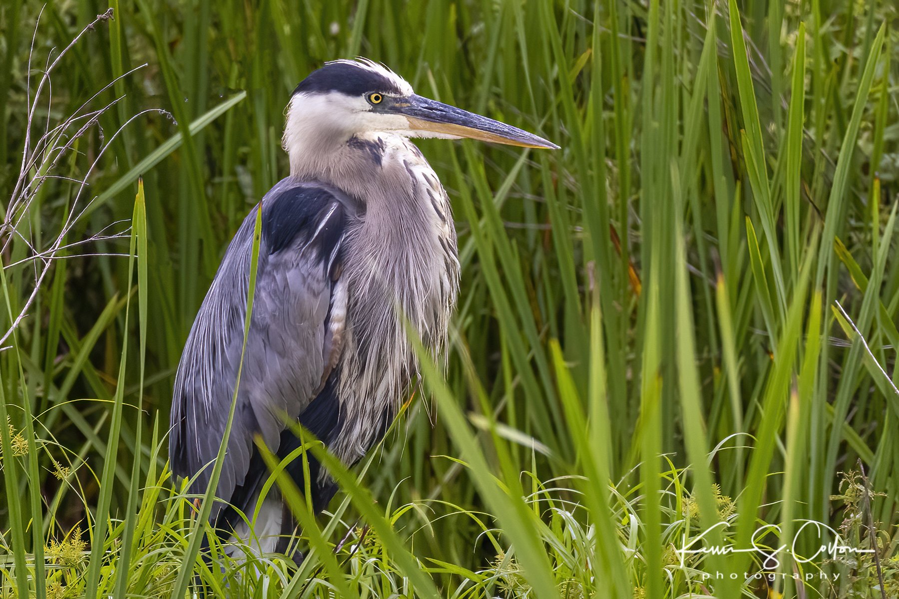 Great Blue Heron