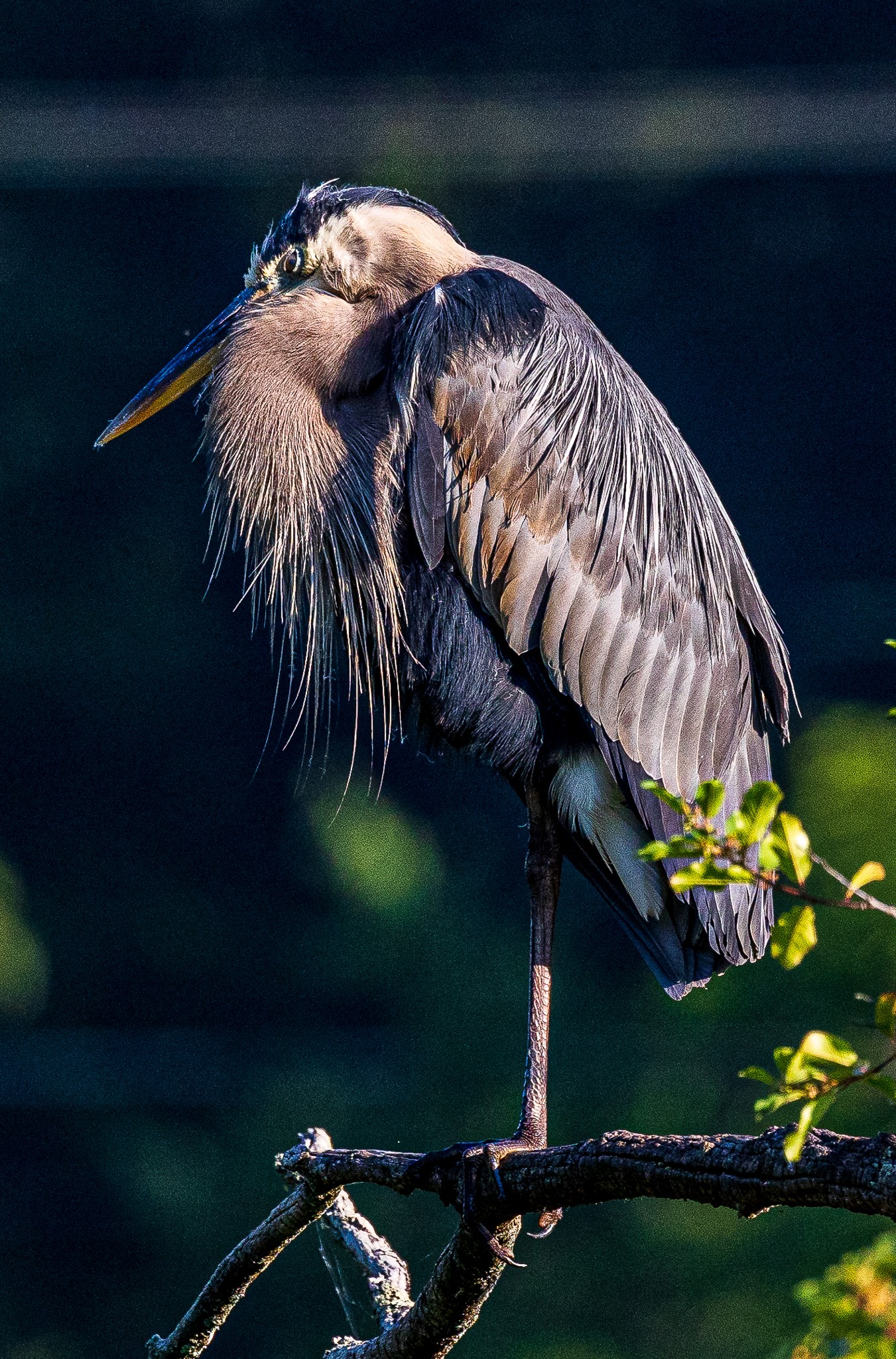 Great Blue Heron