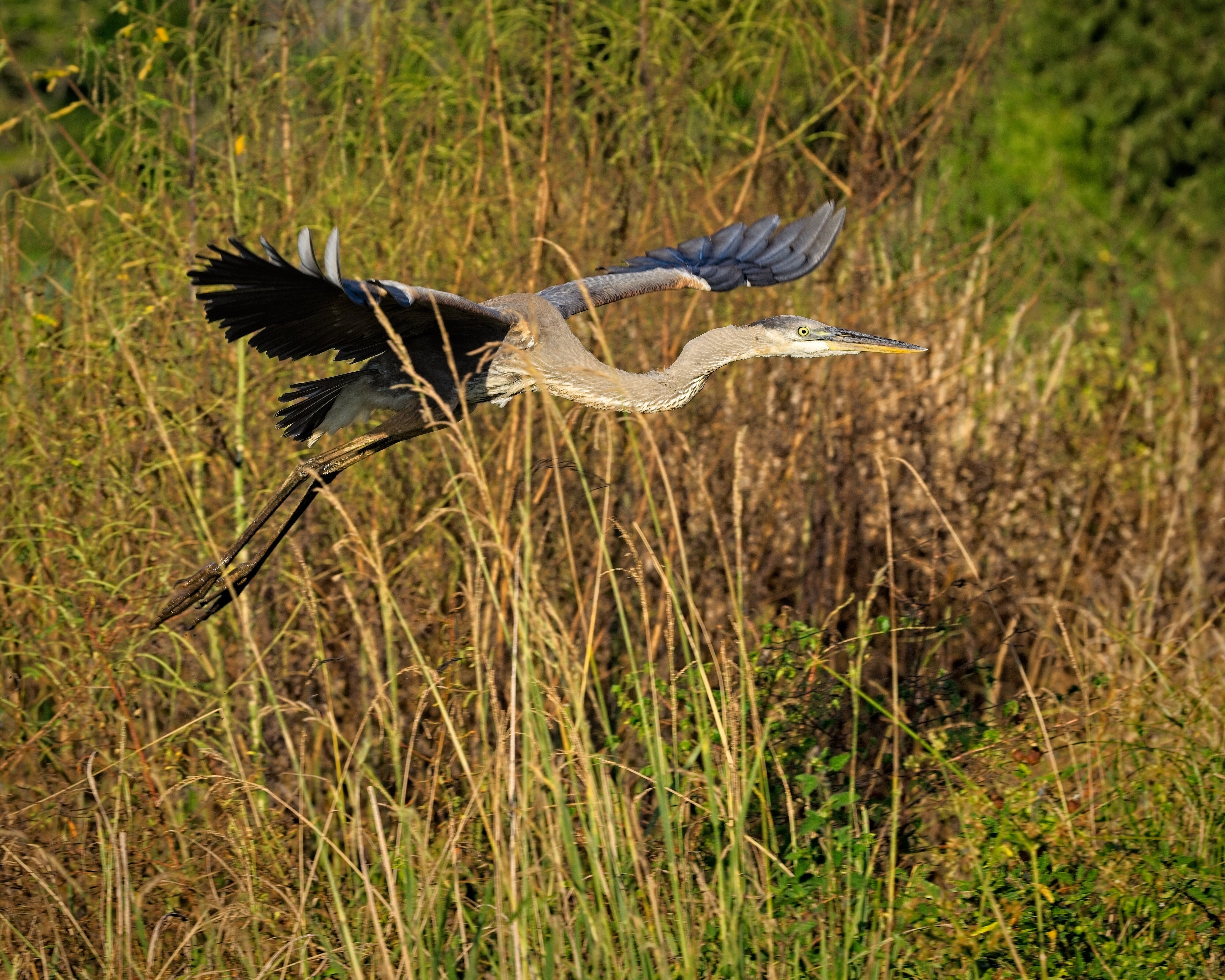 Great Blue Heron