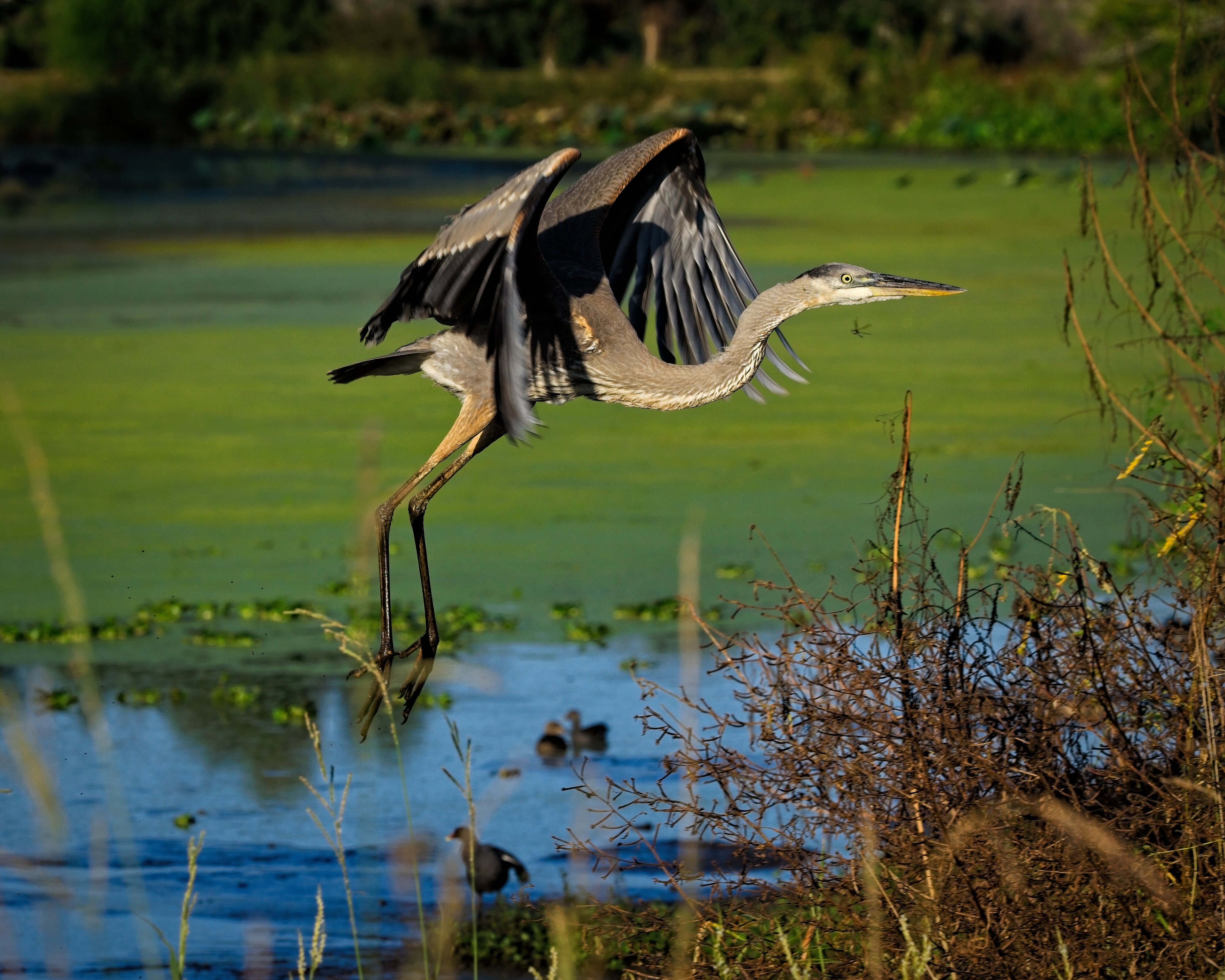 Great Blue Heron